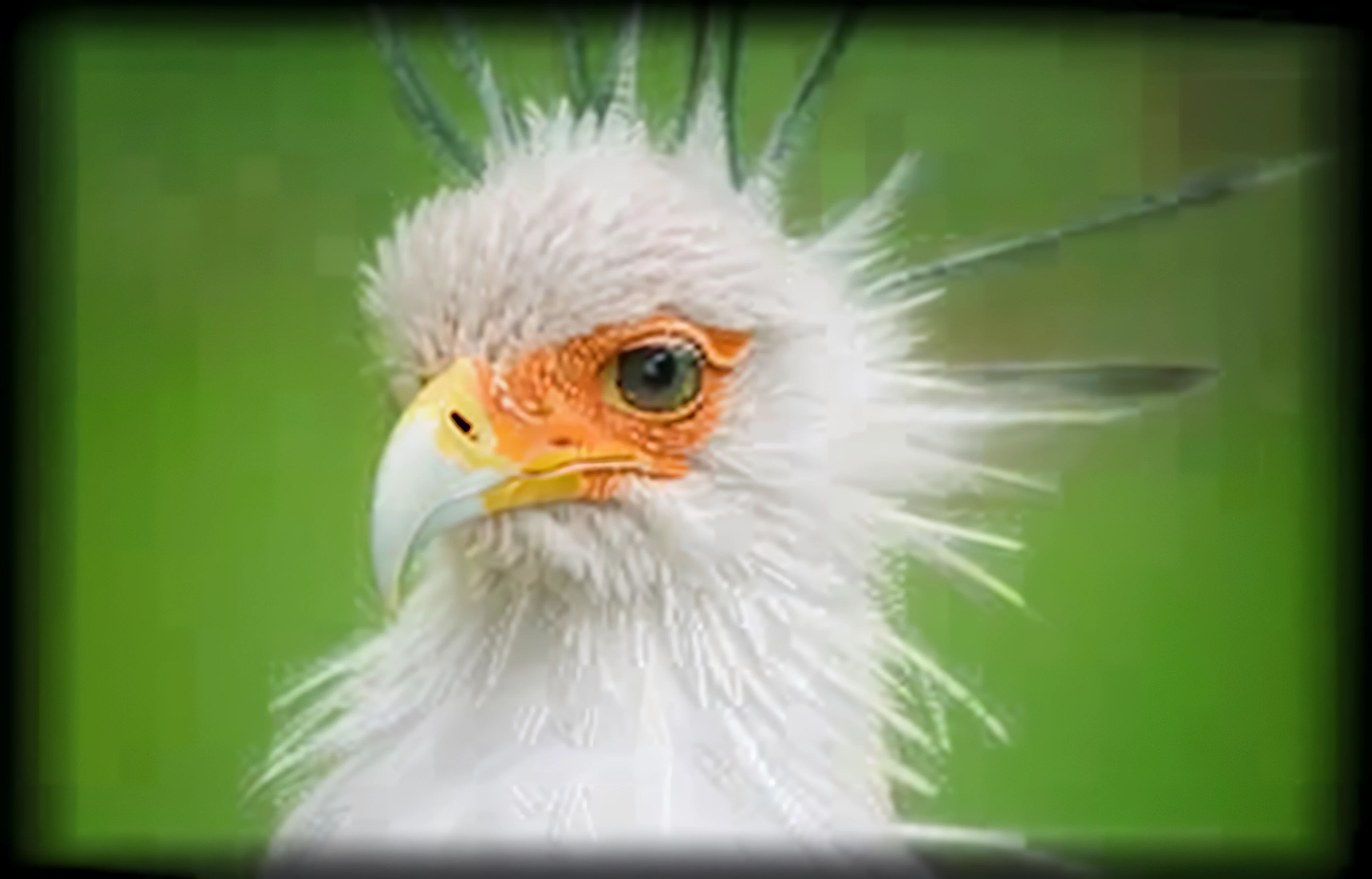 close-up of a bird with a very long beak,, feathered head, crows feet, Falby, White hairs, surrealistic bird, Mowhawk, bird head, Looks like a bird, White eagle icon, eagle beak, feathered, with the beak of an eagle, eagle head, birb, Down hair, anthropomorphic bird