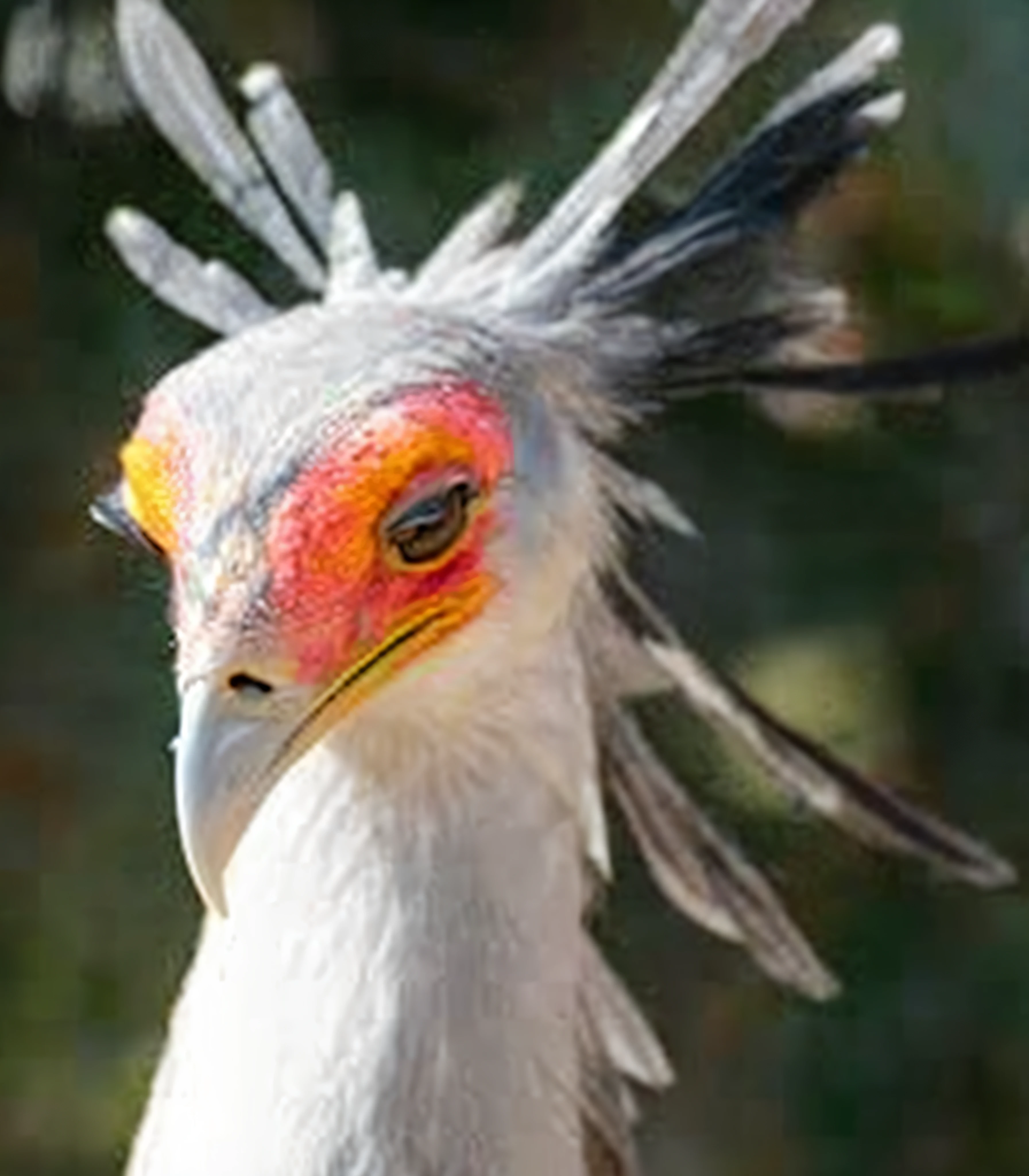 Allalin with a colorful head and long tail, feathered head, big beak, cocky smirk, cocky expression, bird head, Tulaco Morphing Chicken, White horns from the eyebrows, surrealistic bird, very silly looking, Fierce - Search, fierce look, phoenix, proud looking, Looks like a bird, Morphing Wing King Vulture Head