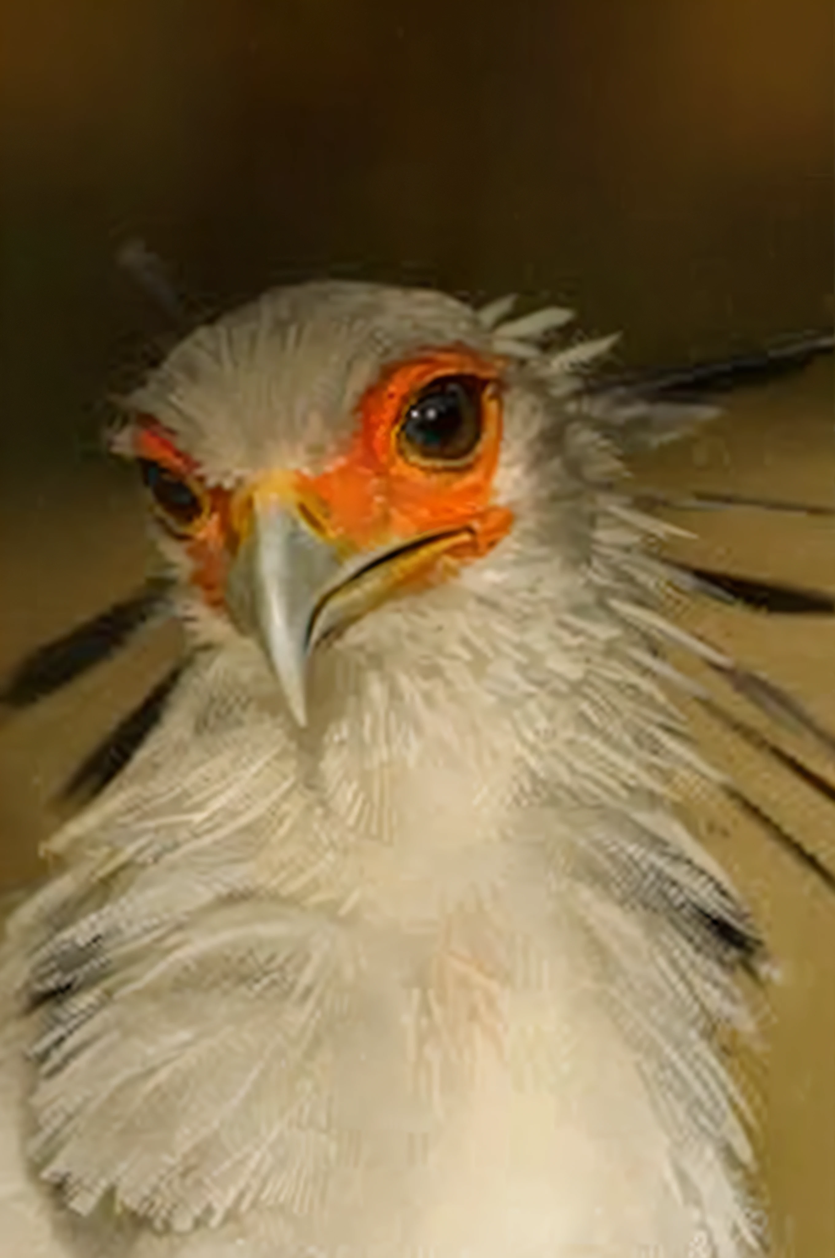 Allalin bird with orange eyes and black beak, feathered head, bird head, Falcon bird face, birb, angry looking, anthropomorphic bird, Morphing Wing King Vulture Head, scowling, surrealistic bird, smug look, Intimidating gaze, cocky smirk, Birdeye, blank stare」, cocky expression