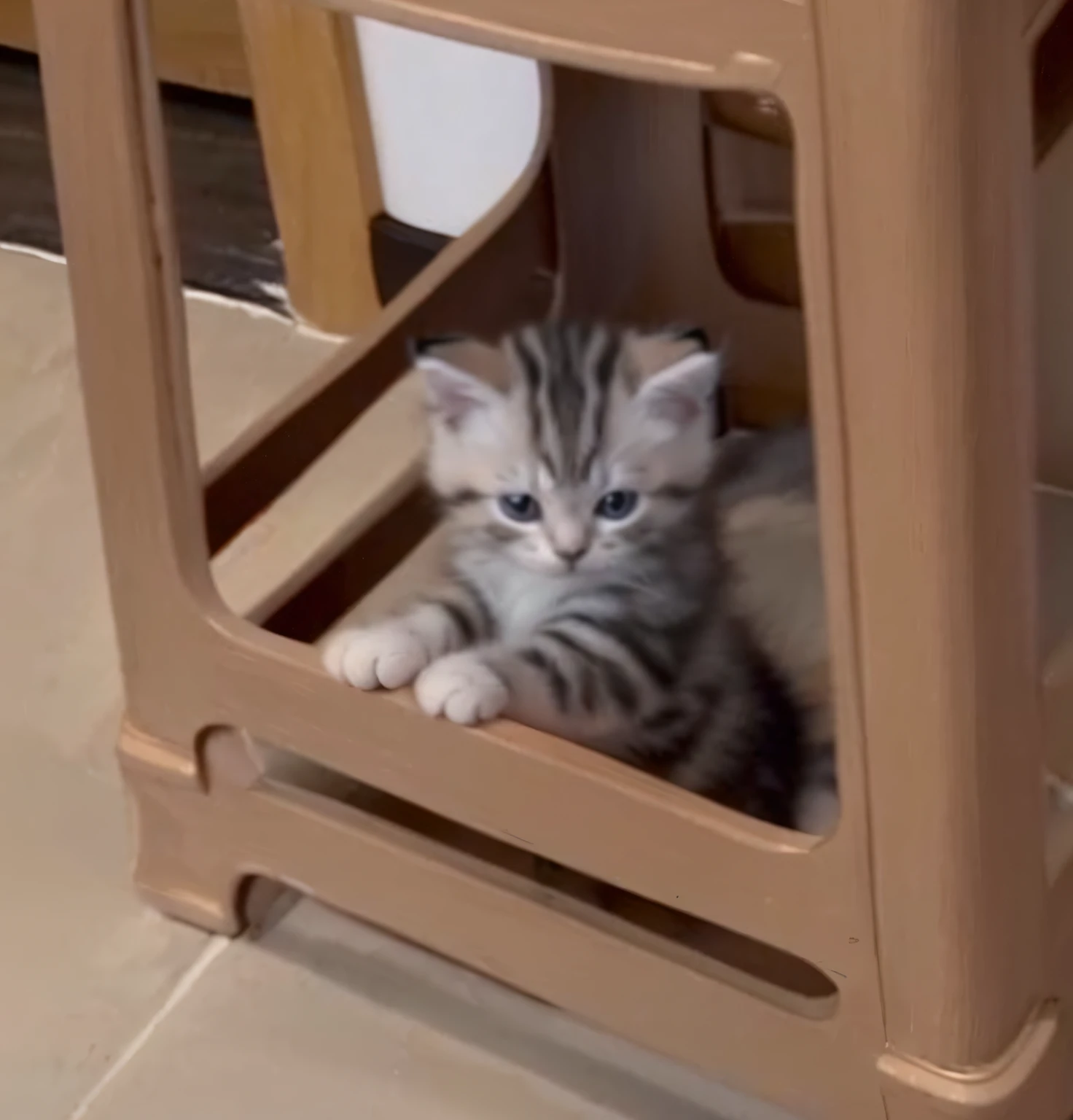 There was a kitten sitting on a chair, the cutest kitten ever, Cute cat, a cute little cat, A cute cat, kitten sandwish, Cute kitten, curious expressions, just a cute little thing, cat on the table, with cute doting eyes, a cat sitting in a chair, funny cat, mischievous expression, cat tower