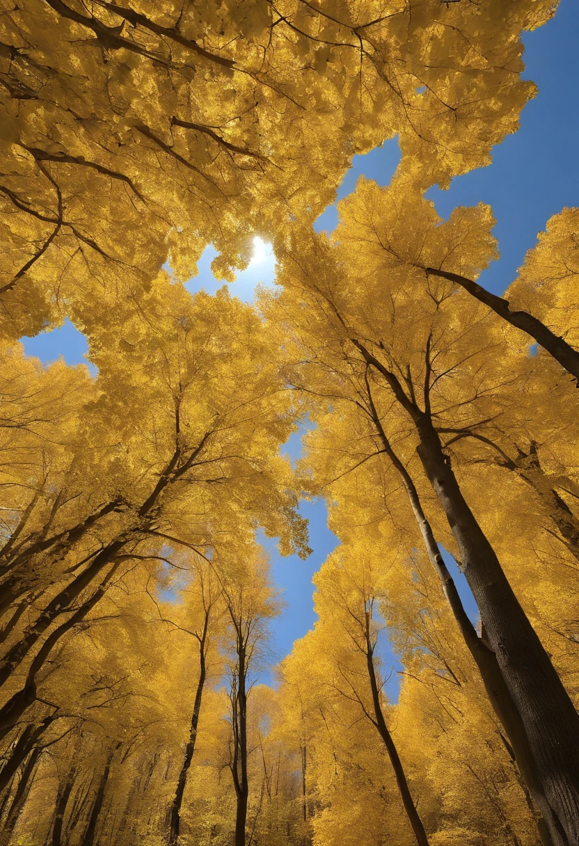 Autumn color earth,Yellow poplar,Falling leaves,The wind blows the leaves down,
