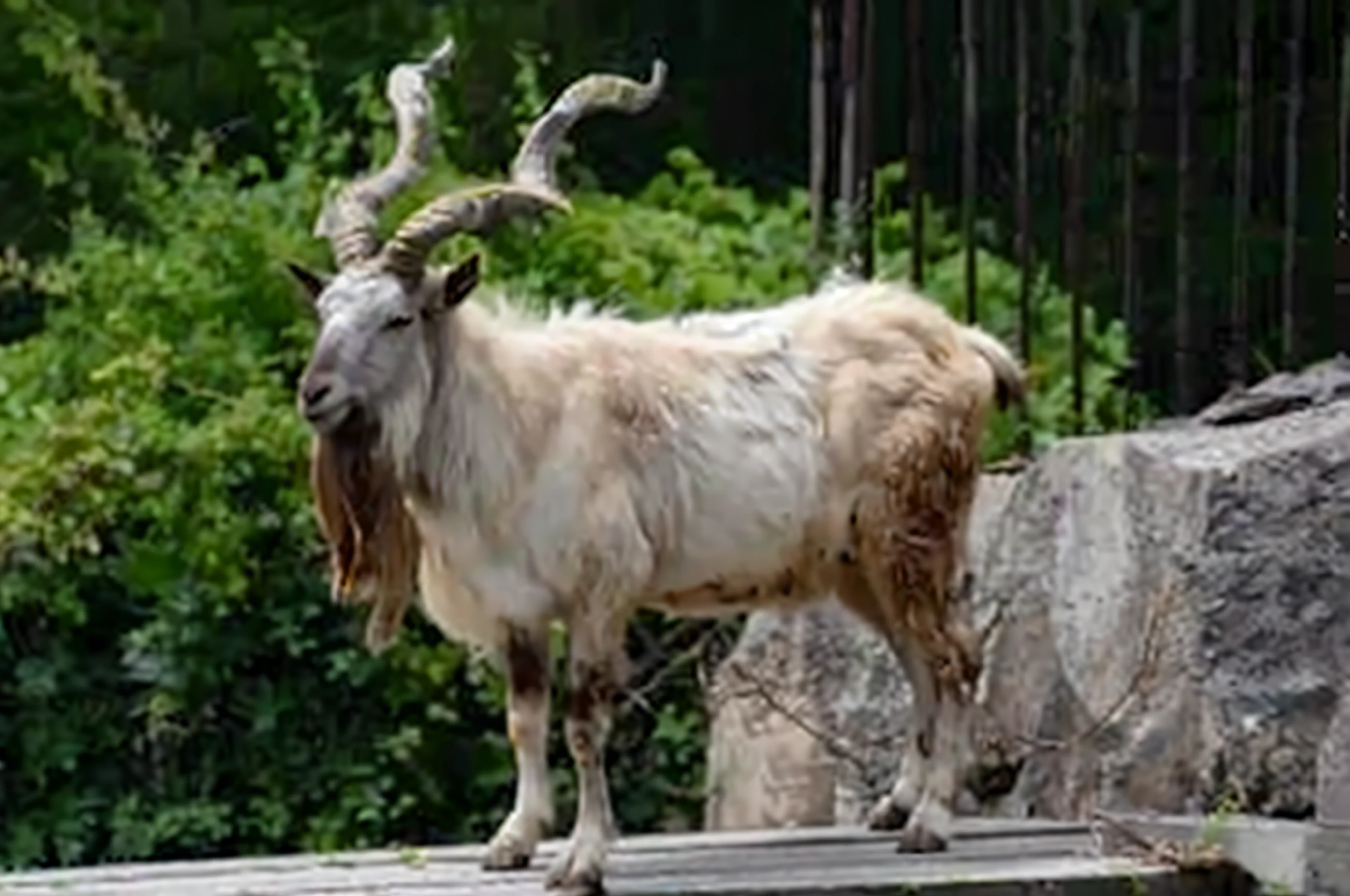 There is a goat standing on a wooden platform, horned long tail, Goat body, large horned tail, Goat horns, goat, Horned, Devastating clever goat, The strangest hybrid animals, It resembles a bull\in the, Impressive horns, White horns from the eyebrows, Hybrid animals, Emaciated man, Great Horn