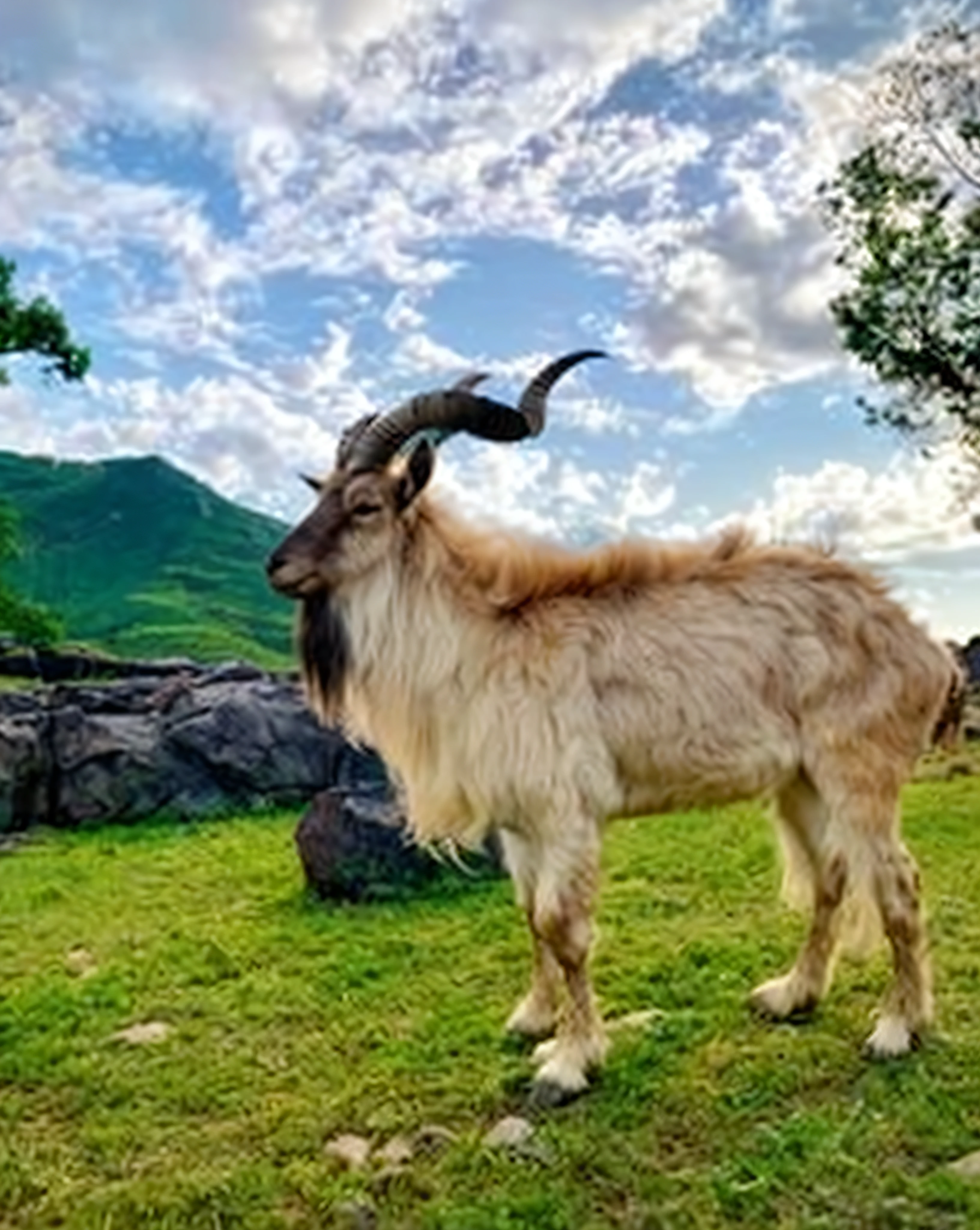 A goat stands in a field with rocks and trees, goat, Goat body, horned long tail, Half goat, Goat horns, Peter the Goat, Alice Cooper as Goat, Goat horns on his head, Devastating clever goat, He has goat man legs, a picture」, with horns, goat, Horned, large horned tail, Animal Horn, goat