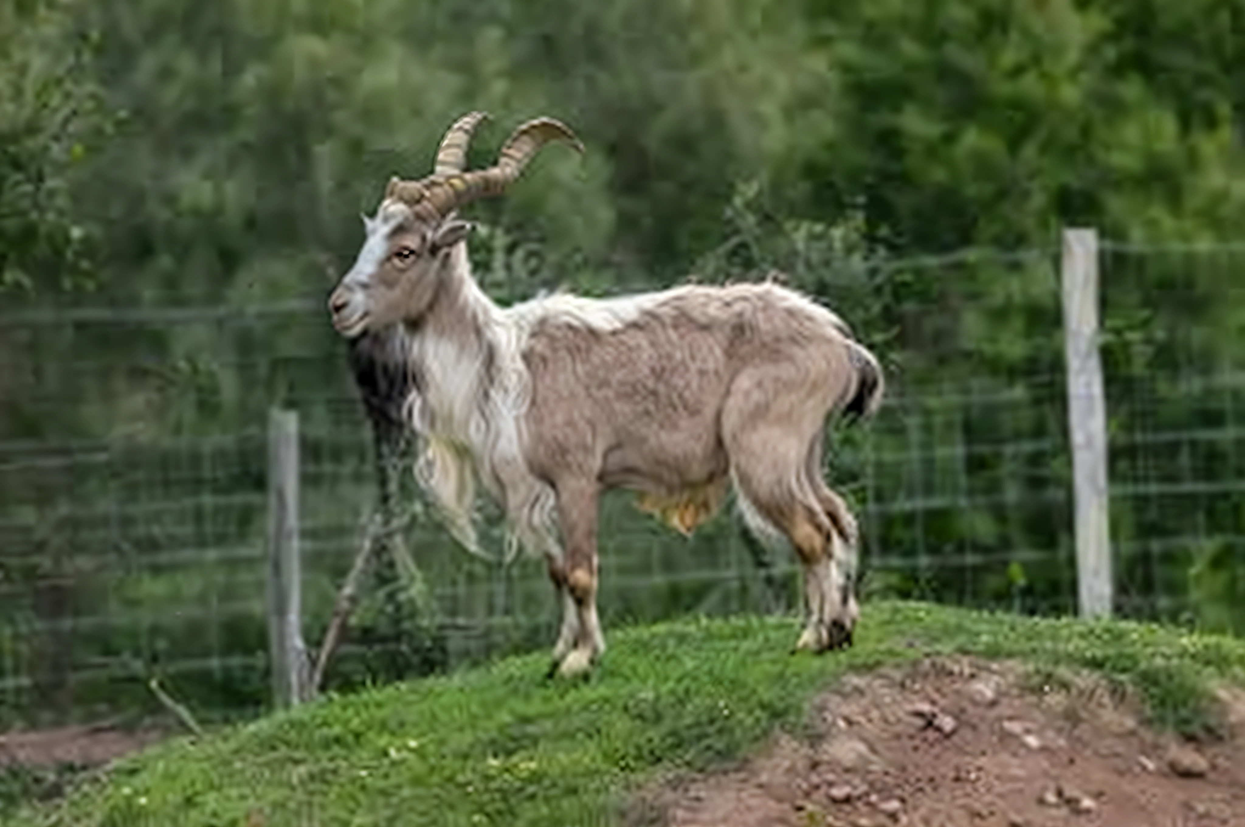 A goat is standing on a hill with a fence in the background, Emaciated man, horned long tail, Goat body, large horned tail, goat, pale pointed ears, Afghan male type, Hybrid animals, The strangest hybrid animals, It resembles a bull\in the, Half goat, Devastating clever goat, with horns, Horned