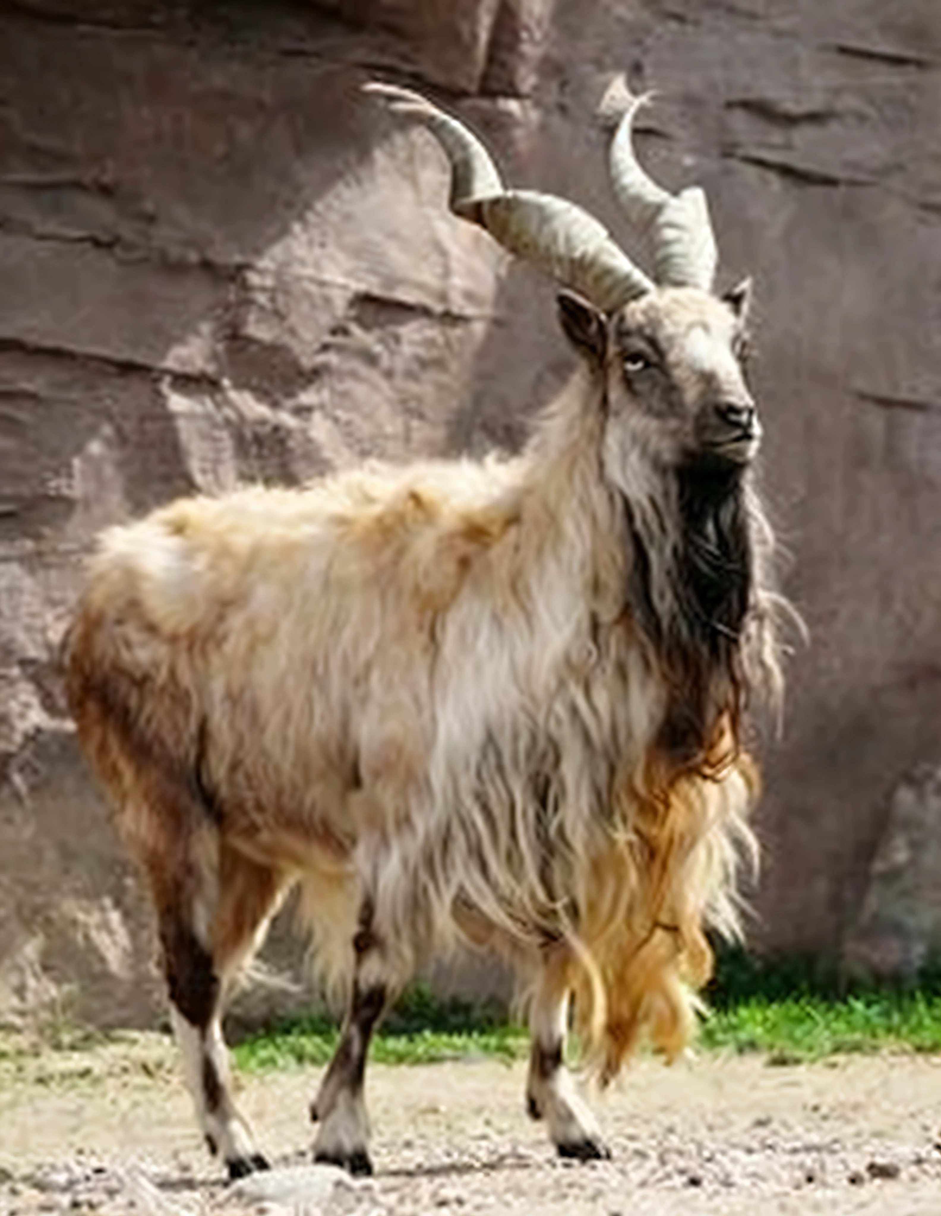 There is a goat standing in the soil, Goat body, goat, Half goat, Devastating clever goat, horned long tail, Goat horns, Roaring Mutant Goat Monster, The strangest hybrid animals, Emaciated man, Hybrid animals, Alice Cooper as Goat, Afghan male type, It resembles a bull\in the, large horned tail, goat