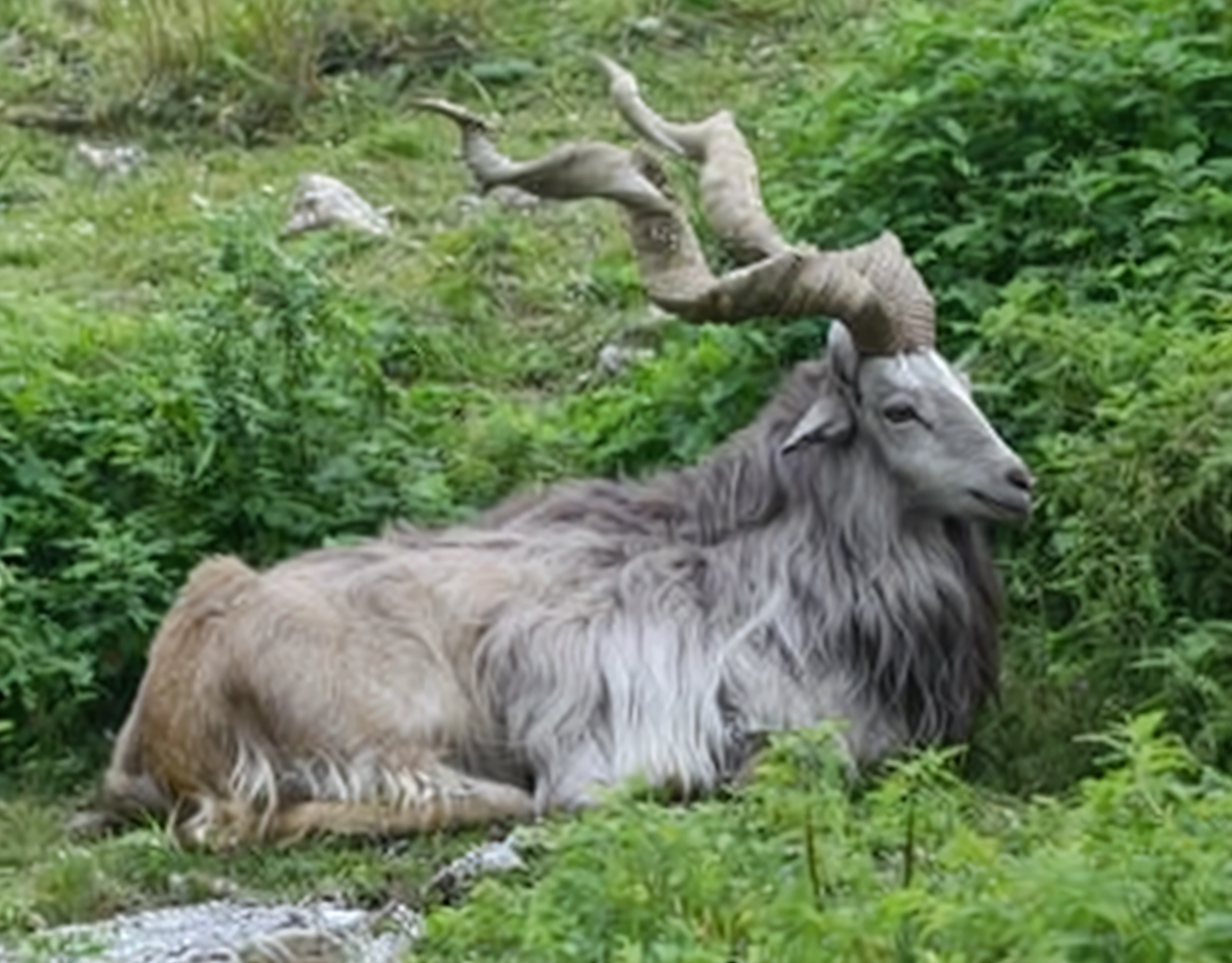 There is a goat lying in the grass, Gawr Gura, Sernunnos, horned long tail, Giant horns, Impressive horns, Posing, Uttarakhand, Mating animals, long horns, Big horns, Great Horn, Horned God, big horns, Whitehorns, The strangest hybrid animals, horns on head, Unknown