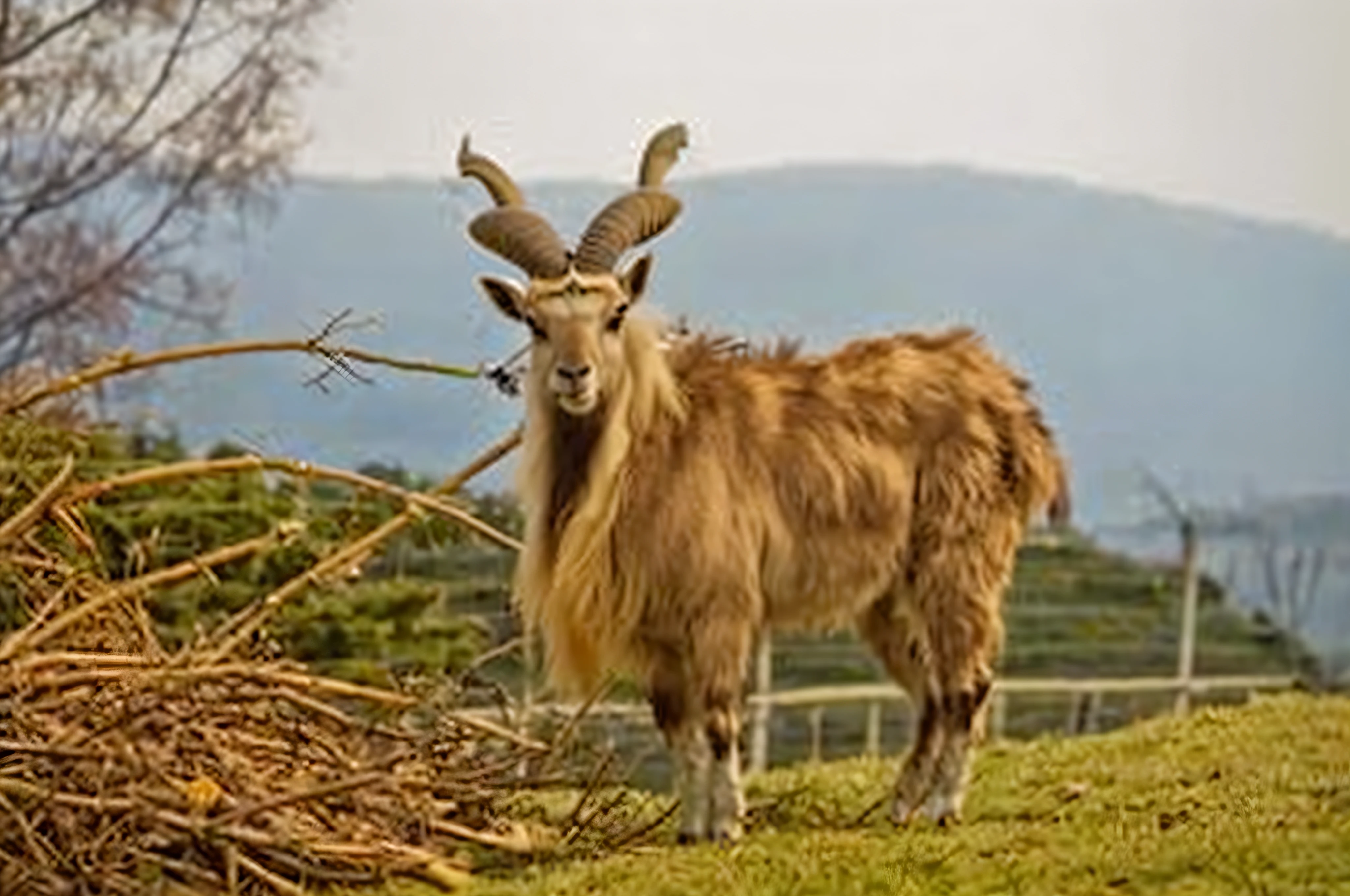 There is a goat standing in the grass by a pile of sticks, Impressive horns, Devastating clever goat, Horned, Dreadlock-haired llamas, Posing, Dreadlock-haired llamas, Otsi, Sernunnos, Great Horn, Goat horns on his head, horned long tail, goat, goat, Goat horns, with horns, Giant horns
