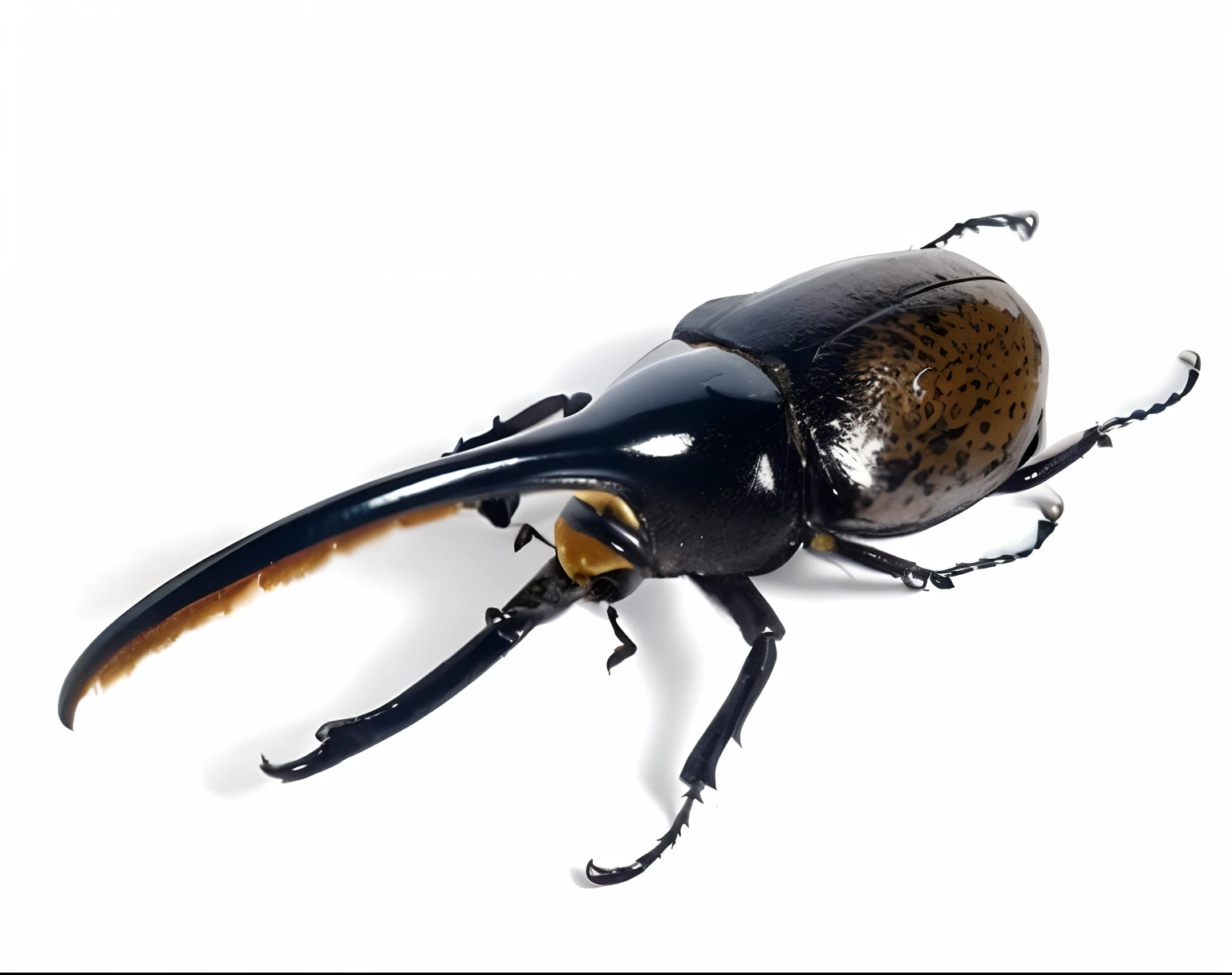 a closeup of a beetle on a white surface, besouro com chifres, Besouro rinoceronte, besouro de veado, besouro, gorgulho da girafa, estranhos insetos gigantes, insetos gigantes, inseto, Besouros, panela, Megalophoba, insetos gigantes, Inspirado no besouro, que se parece com um inseto, John Lennon como um besouro de veado, Insetos, besouros voadores