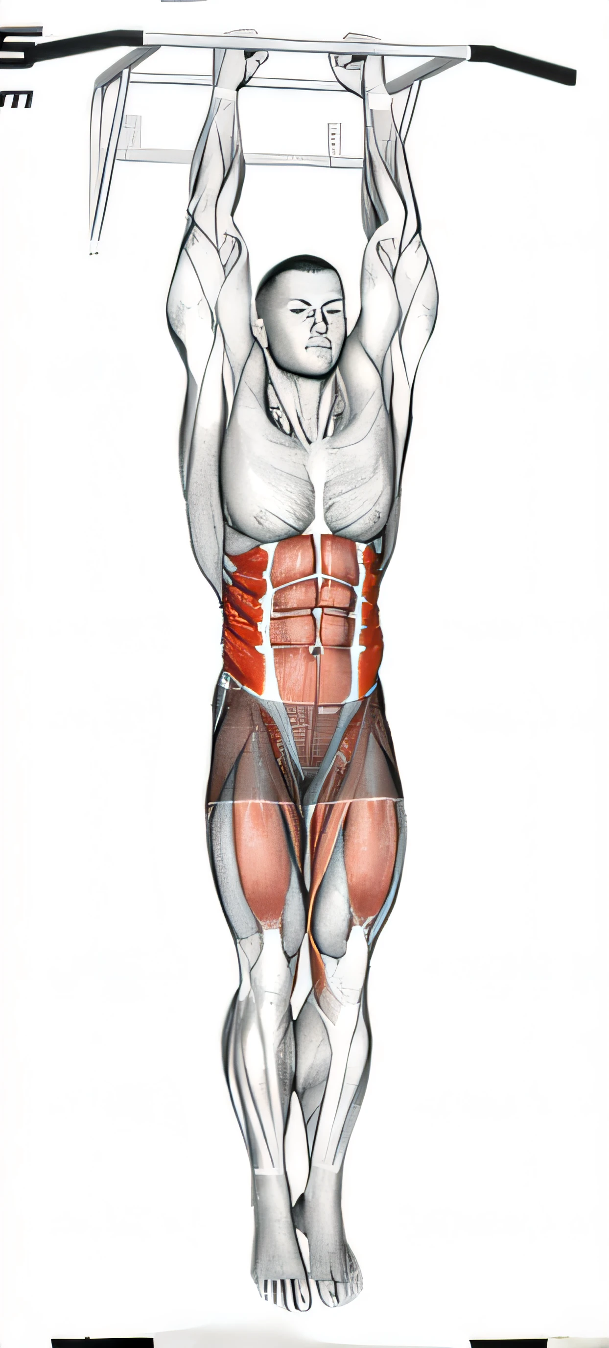 um desenho de um homem fazendo um pull up em uma barra, Abdominal Muscles, abdomen, tronco superior, 6 Pacote AB, musculatura carnuda, musculatura, tronco largo, exaggerated muscles, Defined muscles, Anatomical, Centered head and upper trunk, Abs, visible muscle striation, torso, anatomic, com abdominais