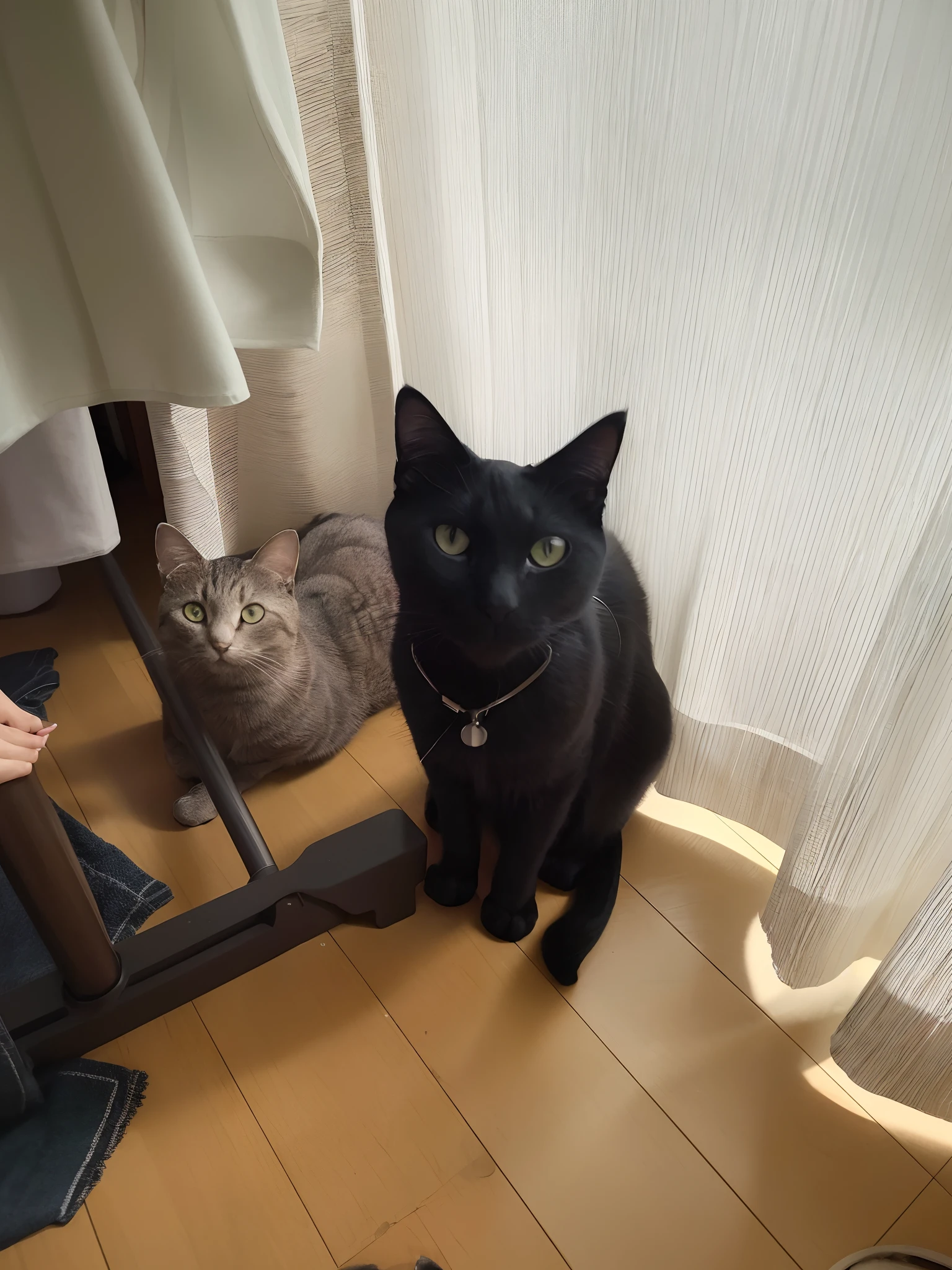 Two cats are sitting on the floor by the window, two cats, taken with sony alpha 9, meeting of the cats, there is a cat next to her, black cat, two buddies sitting in a room, taken with sony a7r camera, taken with canon 8 0 d, captured with sony a3 camera, cat photo, Dusty and smoky
