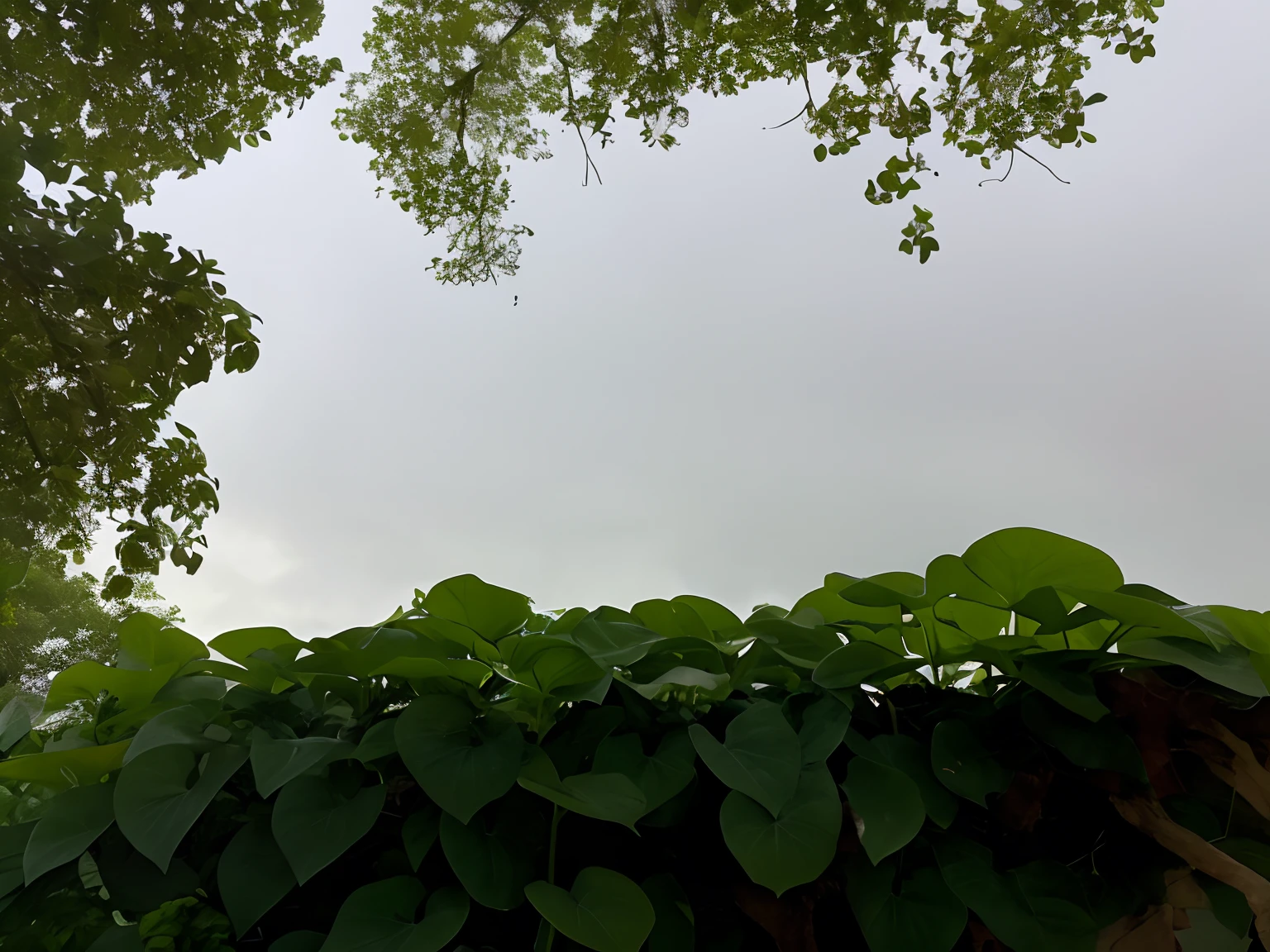 there is a clock on a pole in the middle of a garden, natural overcast lighting, looking from slightly below, view from ground, low angle 8k hd nature photo, low angle wide shot, very low angle photograph, view from below, view from bottom to top, overcast day, shot from a low angle, view from bottom, low angle photo