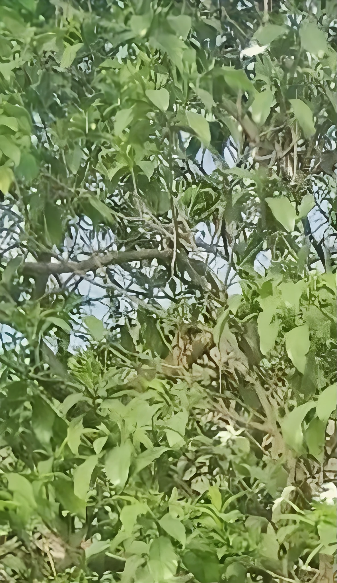 arafed man in yellow shirt standing in front of a bush, jayison devadas, jayison devadas style, vinayak, very very low quality picture, amidst nature, profile pic, around 1 , its name is greeny, without helmet, full body picture, vastayan, very clear picture, ayan nag, with lovely look