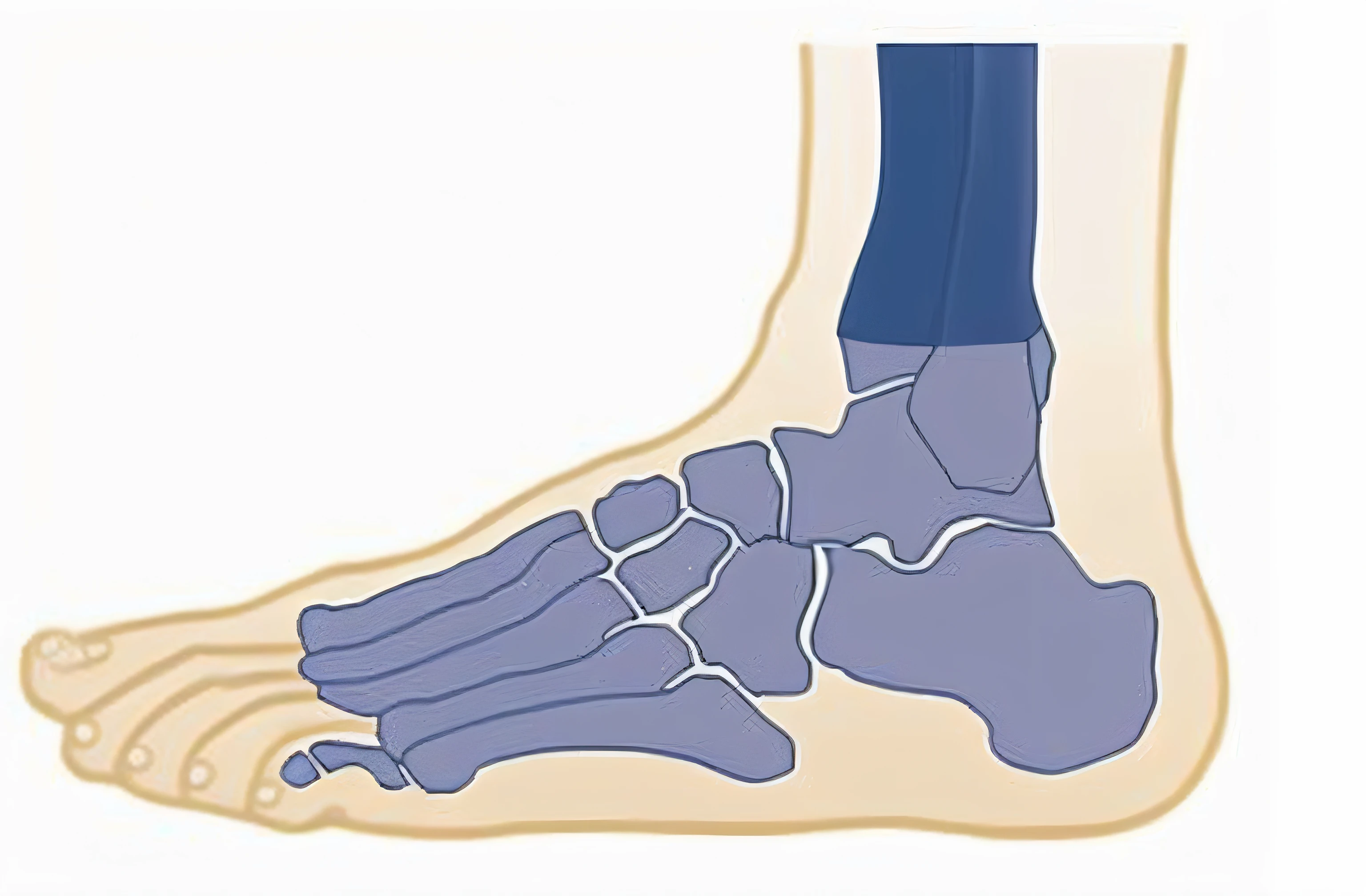 a diagram of the foot with the bones and bones marked, medical illustration, medical depiction, arcos altos, Anatomical, Ossos salientes, medical diagram, simple anatomical, Detailed illustration, anatomic, Ortoview, an illustration of, illustration detailed, Anatomical description, Tendons, irregular, good bone structure, High detail illustration, anatomical diagram, osso