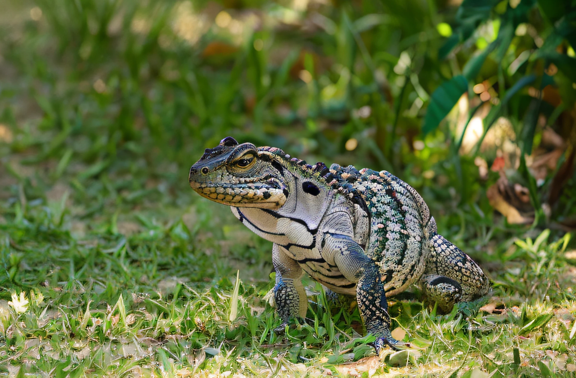 There is a lizard that is walking on the grass, reptile, lizard on the ground, foto de crocodilo, lagarto, reptile, foto altamente detalhada, iguana, large lizard head, a foto mostra um grande, Pose de lagarto, macho, reptiles, exotic, Lagartos, lagartixa, ferocious appearance, reptile face, vicious break alligator plant, hard predatory look, lizard tongue, trocar fundo para paisagem de um deserto