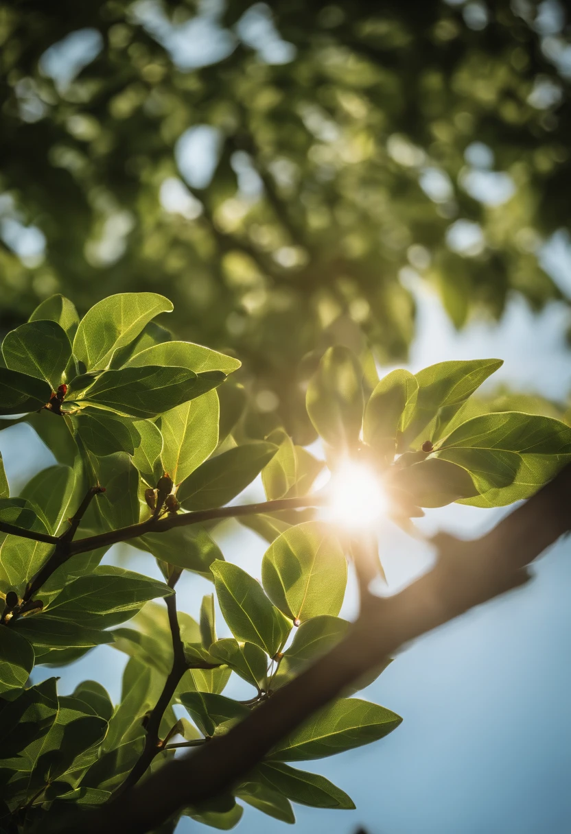 Beautiful sun，an osmanthus tree，Blue sky，Green leaves