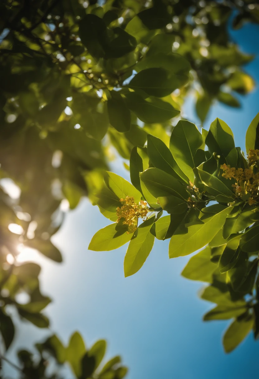 Beautiful sun,an osmanthus tree,Blue sky,Green leaves