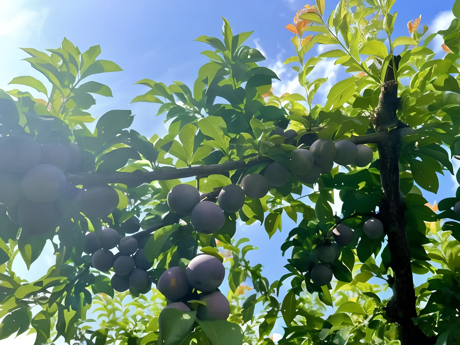 Fruit tree