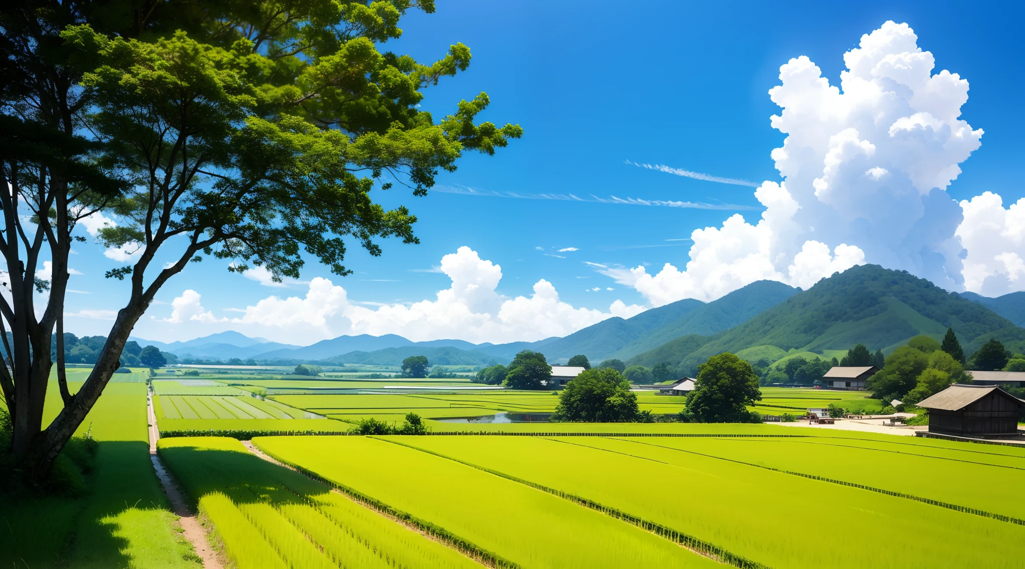 country scenery、rice fields、country
