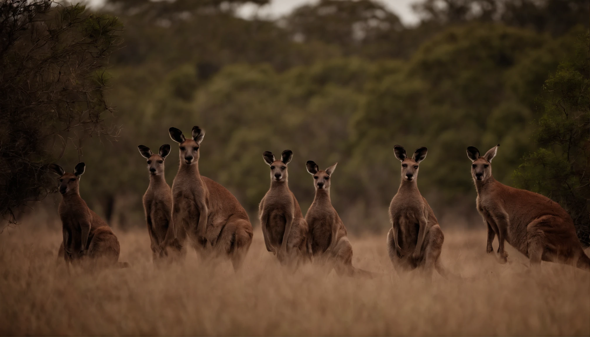Uruguayans hunt 14 kangaroos