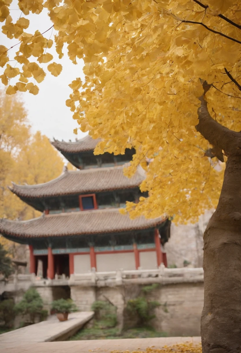 Ginkgo leaves fall under the ginkgo tree,Golden leaves,Ancient Chinese architecture