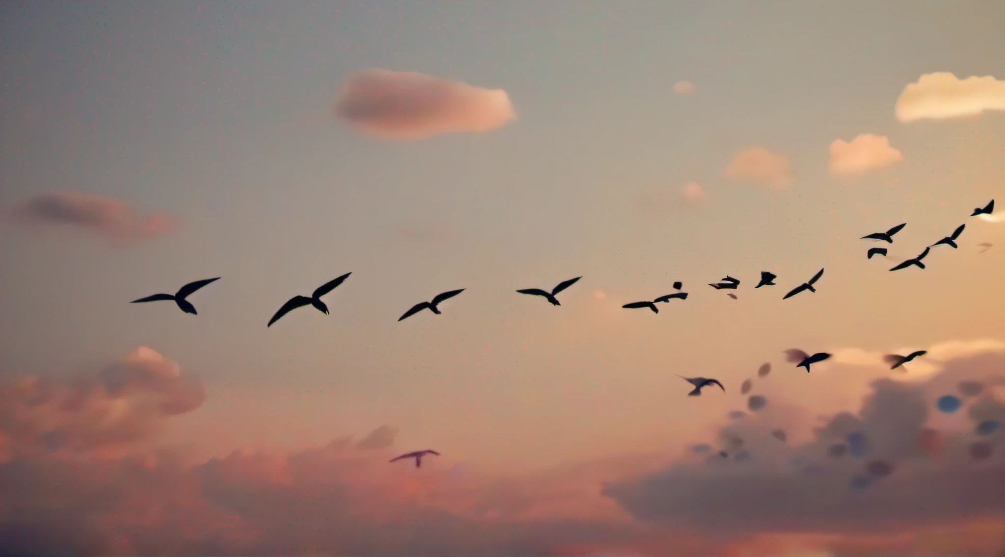 flying birds in the sky