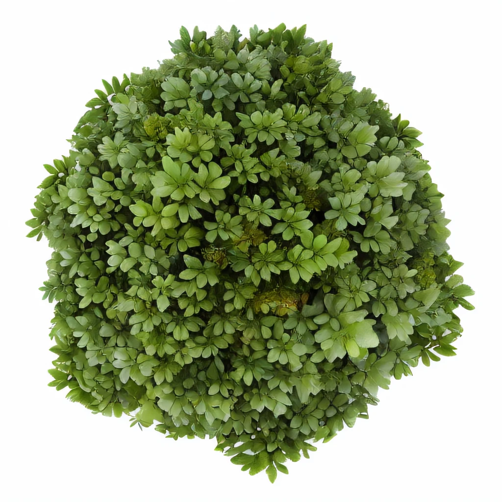 Close-up of a green bush on a green background, View of the shrub from above, Volumetric light, Bush texture top view, Stylized vegetation for the game, The moss is very detailed, High Resolution UltraDetail, Aerial view from top to bottom, Moss ball, green plant, Quixel Megascans, bush, Highly detailed picture, Ultra detailed trees