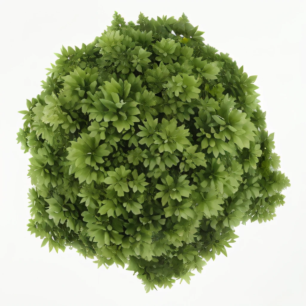 Close-up of a green bush on a green background, View of the shrub from above, Volumetric light, Bush texture top view, Stylized vegetation for the game, The moss is very detailed, High Resolution UltraDetail, Aerial view from top to bottom, Moss ball, green plant, Quixel Megascans, bush, Highly detailed picture, Ultra detailed trees
