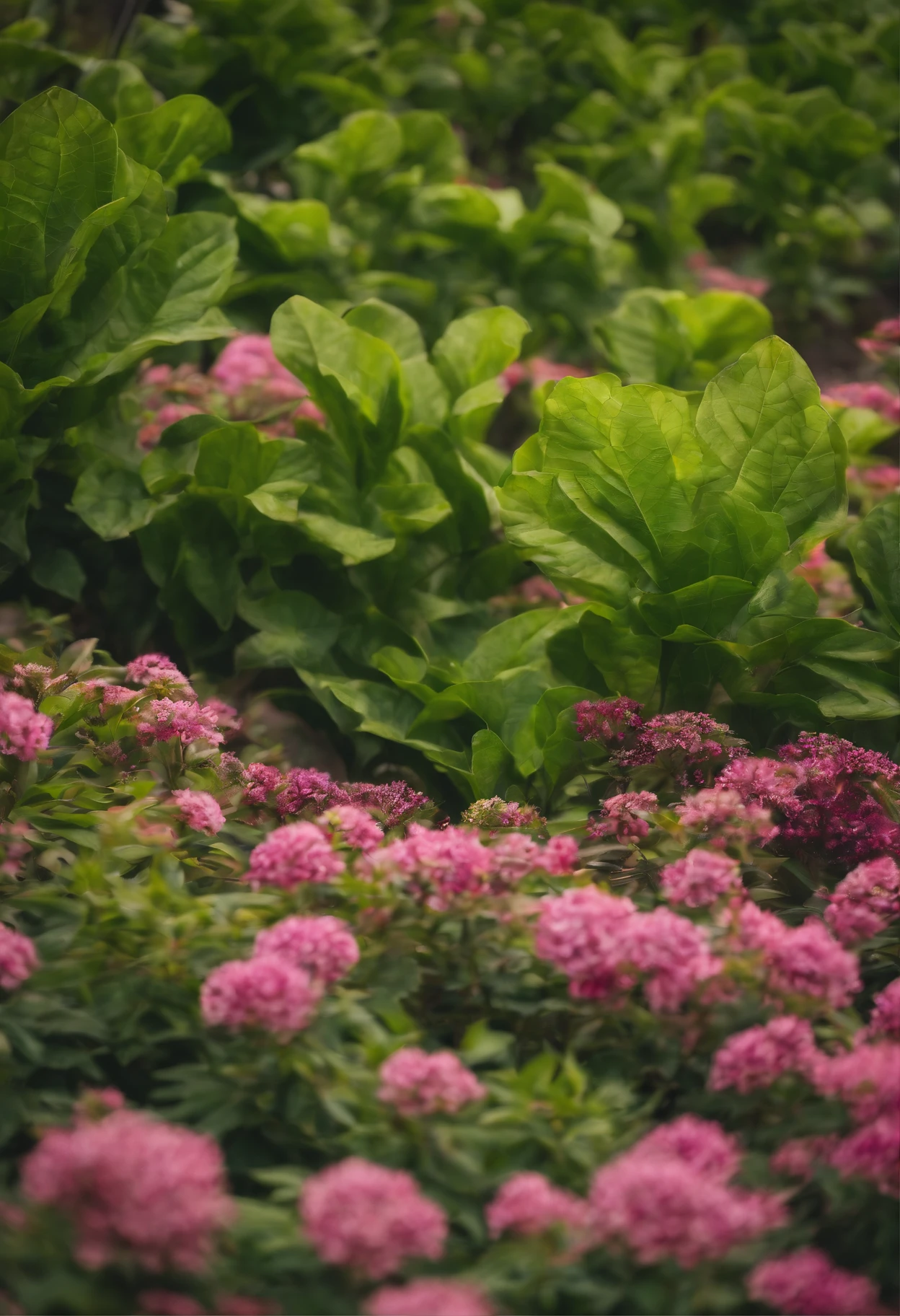 Green with different large leaves、white colors、Brightly colored plants,Blue sky and white clouds