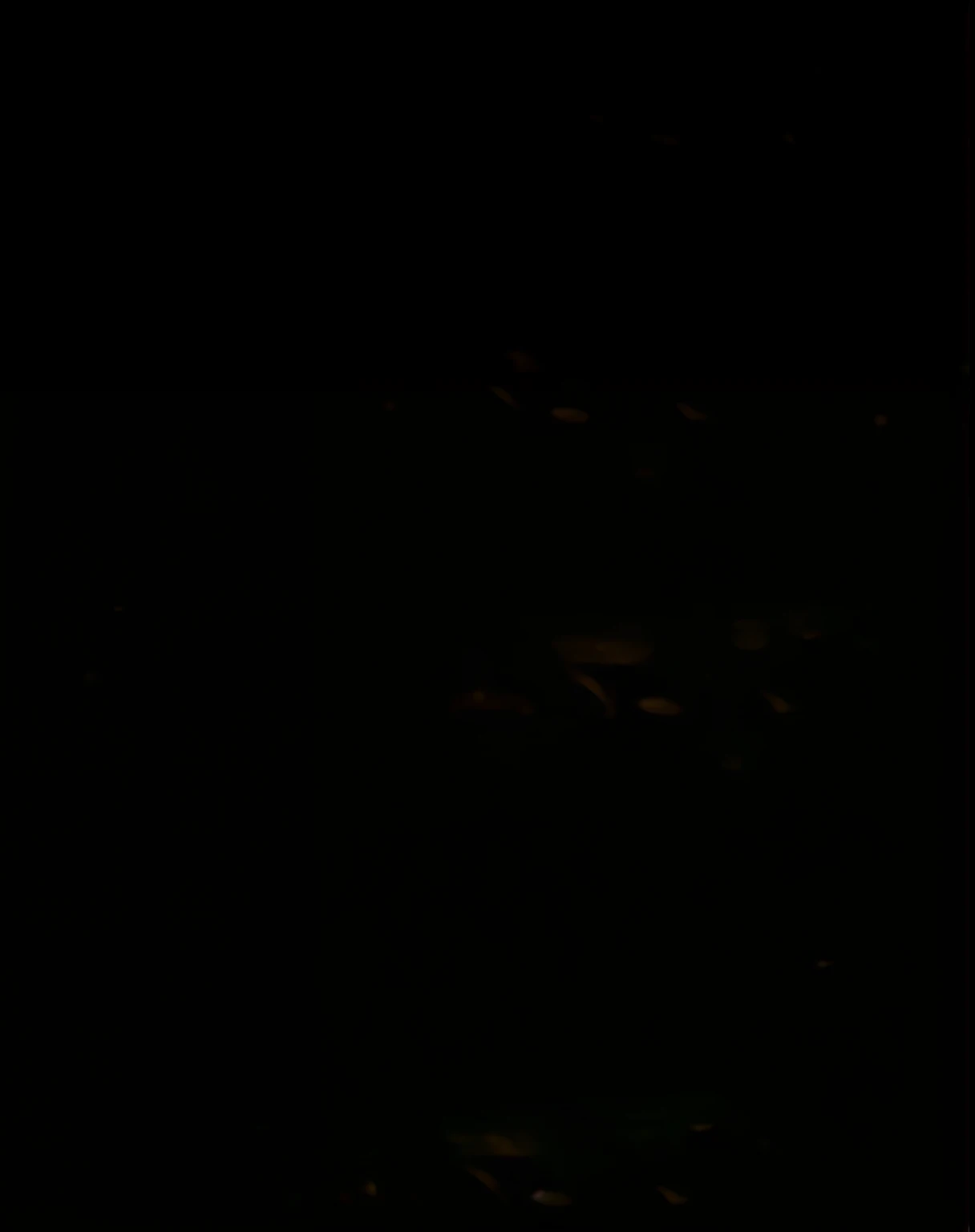 At night there is a white swan floating on the water, swans, against a deep black background, swans, lurking in the darkness, with black background, On a dark swamp, with a black dark background, tranquil and graceful, Low-key, two swans swimming on the lake, low tune, In the dark,There is the moon and reflection。