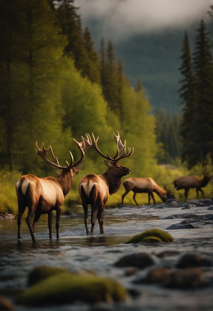 A herd of elk walking along a river in a mountain valley, (best quality,8k,masterpiece:1.2), ultra-detailed, oil painting, realistic, vibrant colors, magnificent landscape, golden sunlight, misty mountains, crystal clear river, lush green meadows, moss-covered rocks, graceful elk with magnificent antlers, peaceful atmosphere.