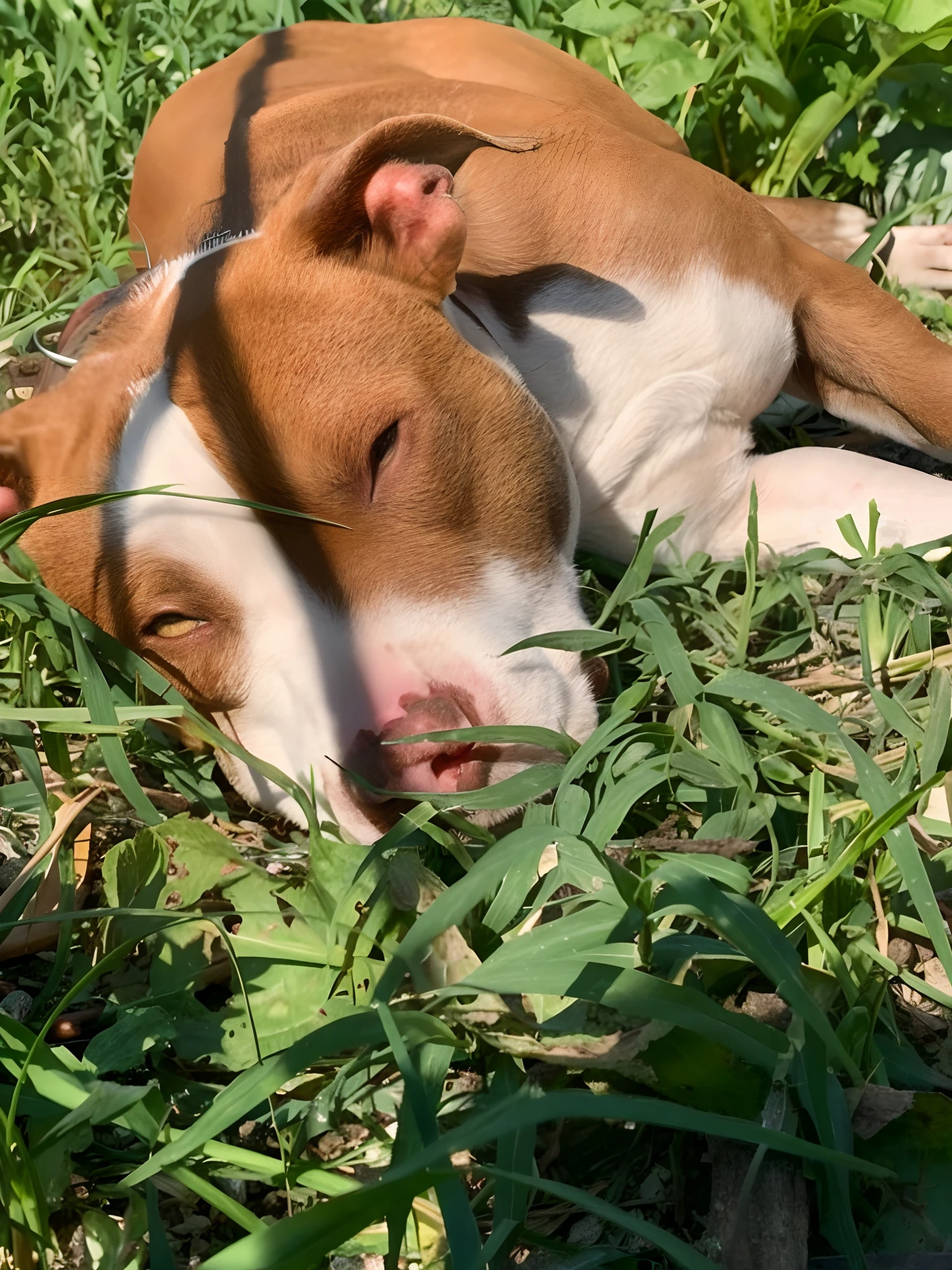 There is a brown and white dog lying on the grass, deitado na grama, na grama, escondendo-se na grama, deitado na grama, resting on a tough day, lambendo para fora, quase cochilando, Olhos gigantes na grama, Arrefecimento em uma folha, em um campo gramado, Absorto em pensamentos, cheio de grama, laying under a tree on a farm