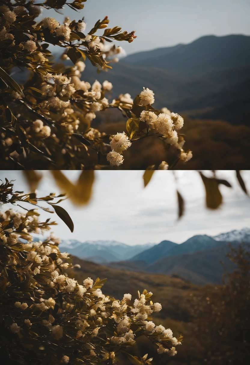 Laurel branches，Shot at a 15-degree elevation angle for medium and close ranges，petals，Osmanthus flowers flying，Top daylight，Refreshing style，Snowy mountains in the distance，Ultra-clear image quality