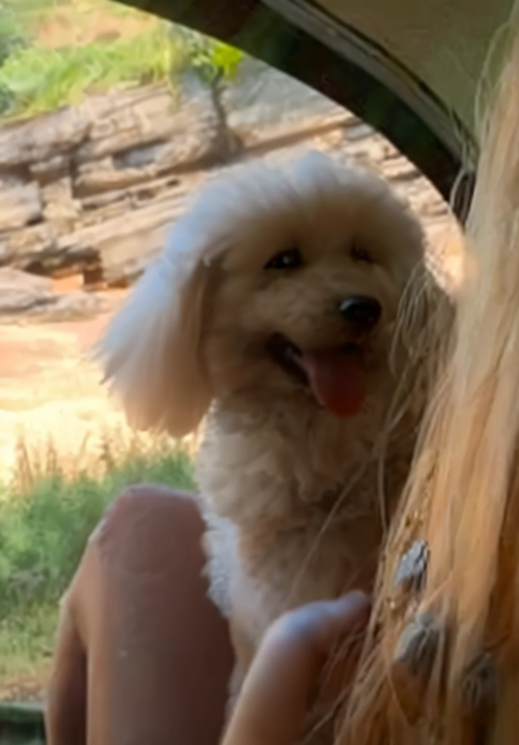 A fluffy dog
