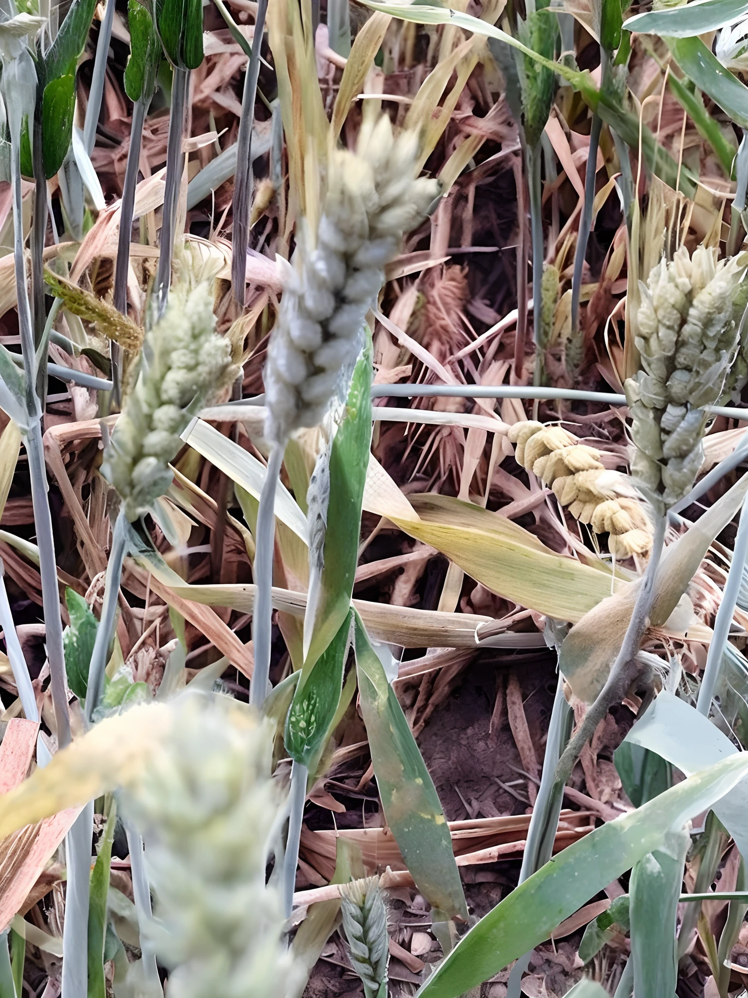 Sick wheat，There are aphids on it