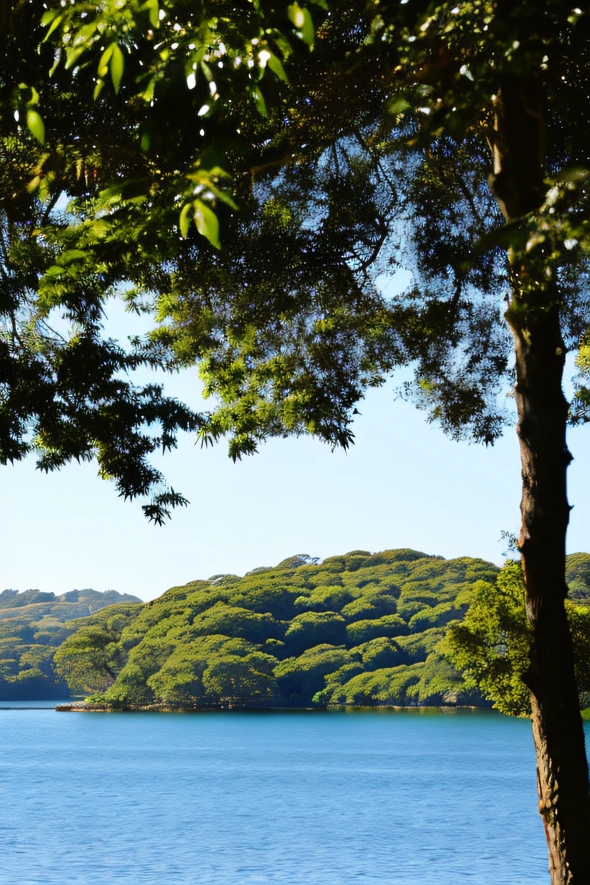 View from in between the trees to a bay