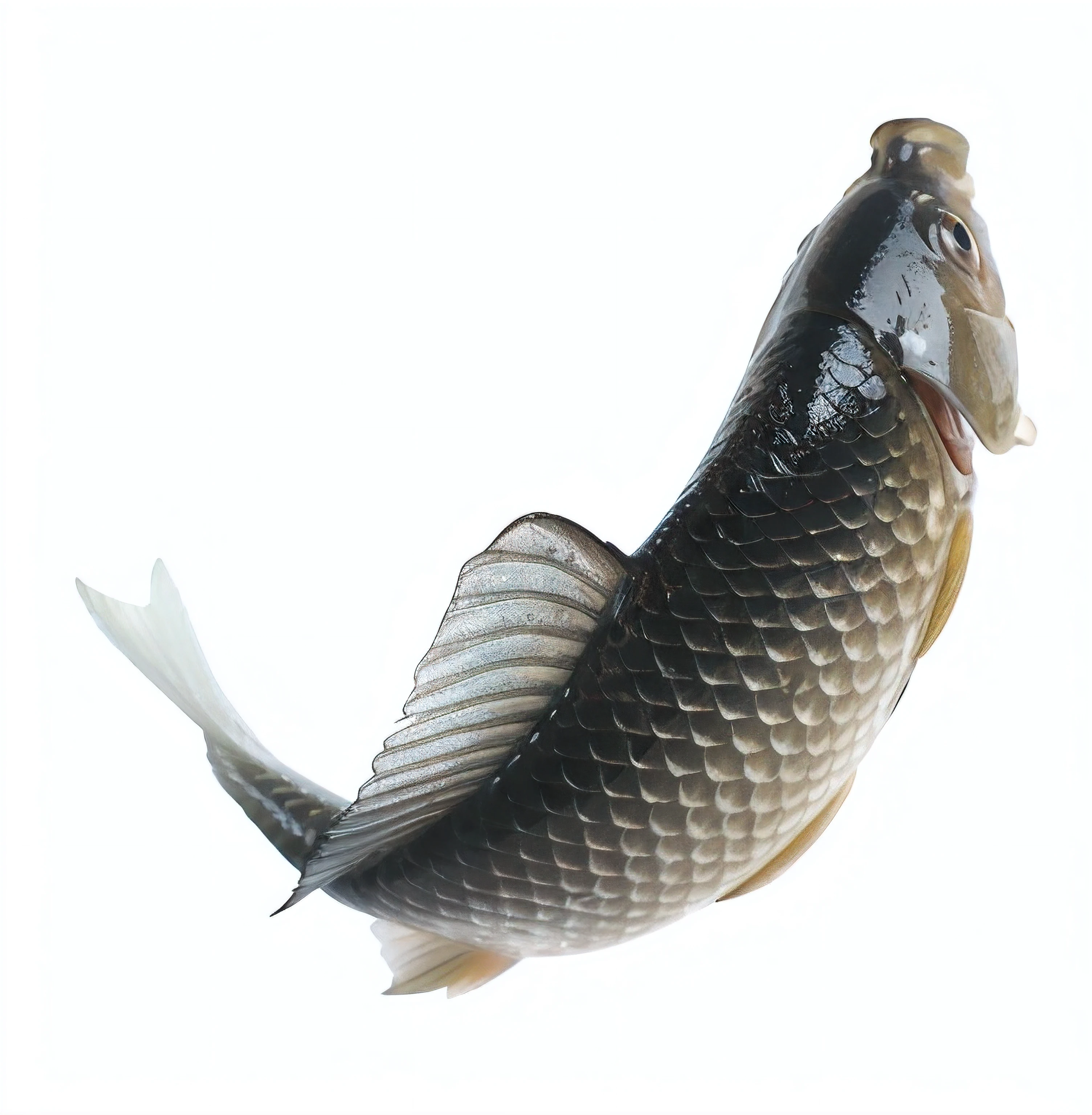There is a fish floating in the water, Fish, fish scales, half fish, fish skin, fish in the background, sana takeda, Koi, Fish swimming, masami kurumada, Small mouth, author:Jon Kofelt, salmon, ethereal eel, computer generated, photographic render, fish lens, diego koi, photorealistic illustration
