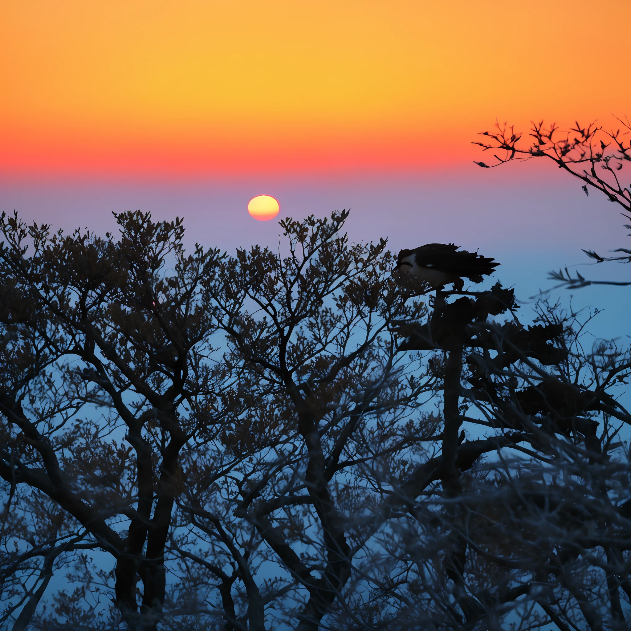 There is a bird sitting in a tree at sunset, sunset kanagawa prefecture, sunsetting color, sunrise colors, Sunset glow, Sunset colors, sunrise light, Colorful sunset!!, the sunset, sunset warm spring, dawn setting, cold sunset, Sunset light, sunset sunrise, At sunrise, Sunrise, Sun sunset, vibrant sunrise, setting sun, japan nature