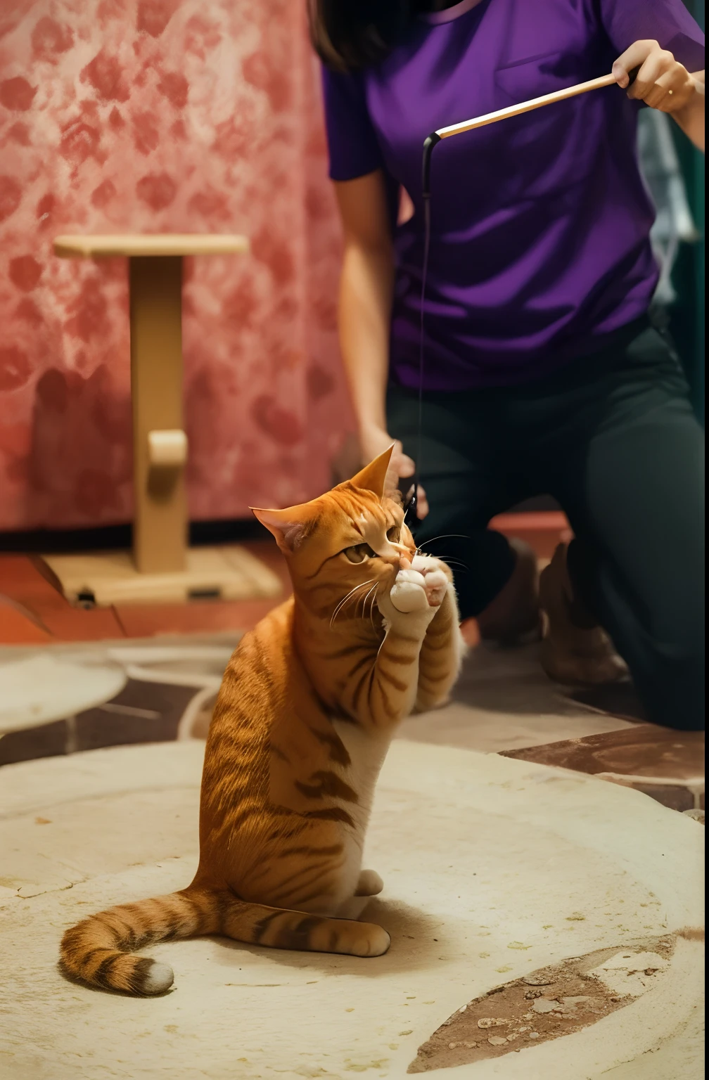 Cat, red cat