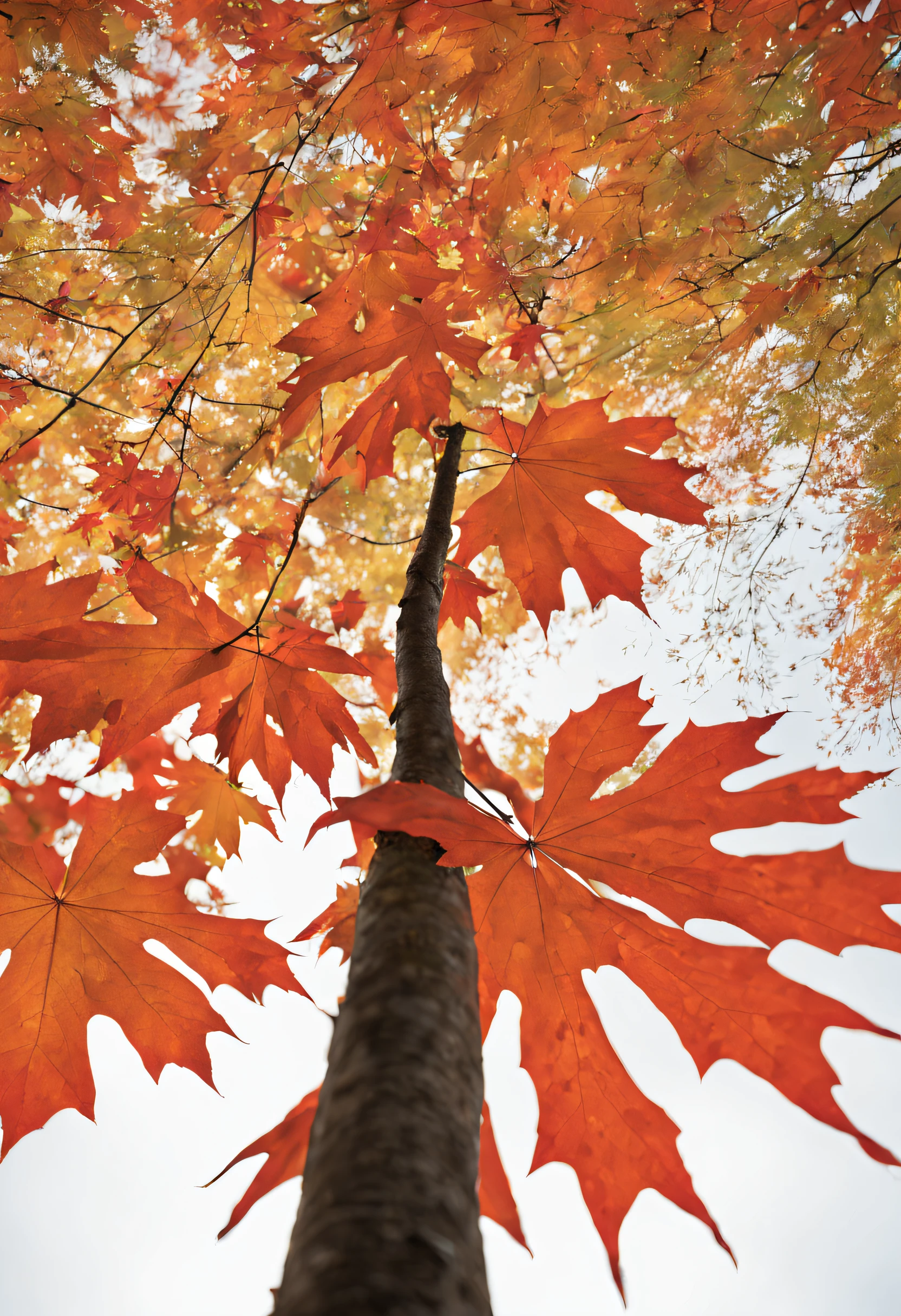 Maple leaves