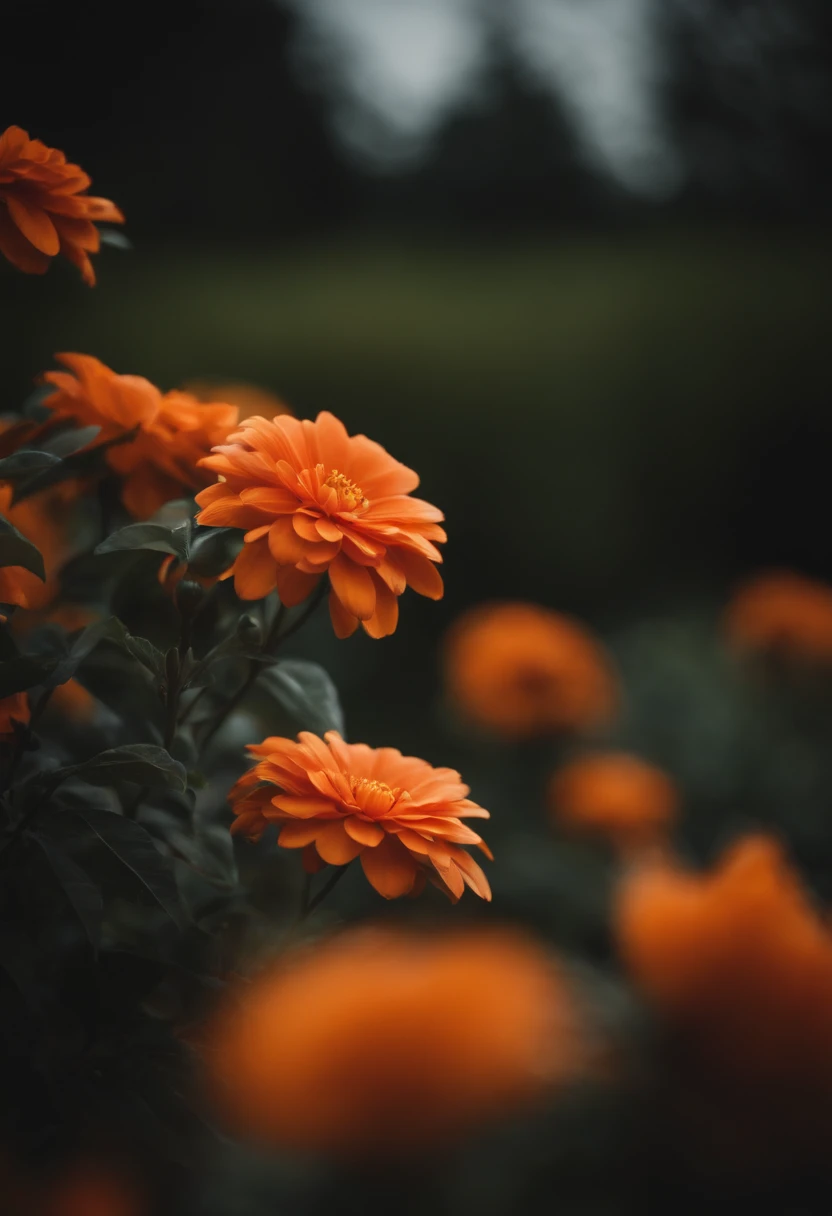 Orange flowers