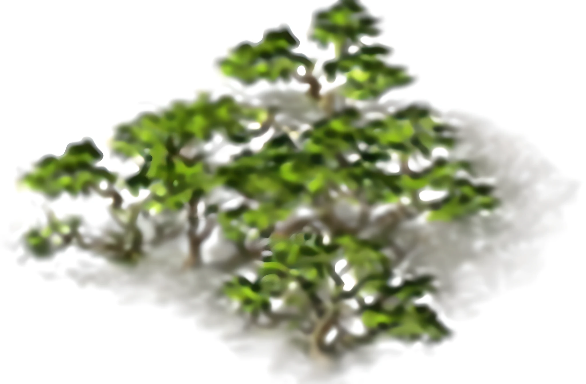 Close up of bonsai tree on white background, stylized vegetation, props containing trees, game asset of plant and tree, ent treant dryad, Sparse vegetation, ingame image, forest setting, treant, speedtree, verdant forest, Detailed forest, ancient wood environment, overgrown forest, some trees, ln the forest, a lot of tree