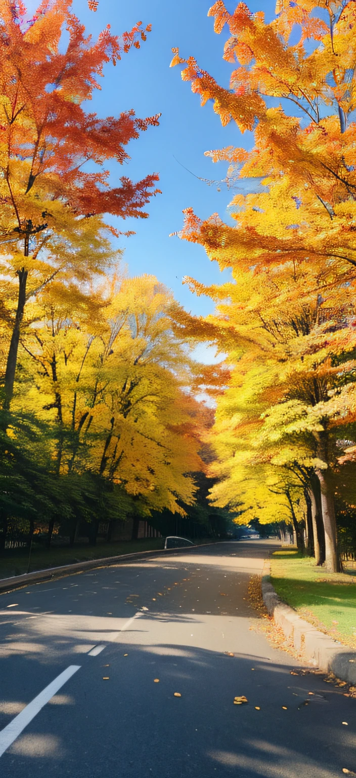 Sunny autumn，exteriors，blue-sky，maple leaves，highways，NOhumans