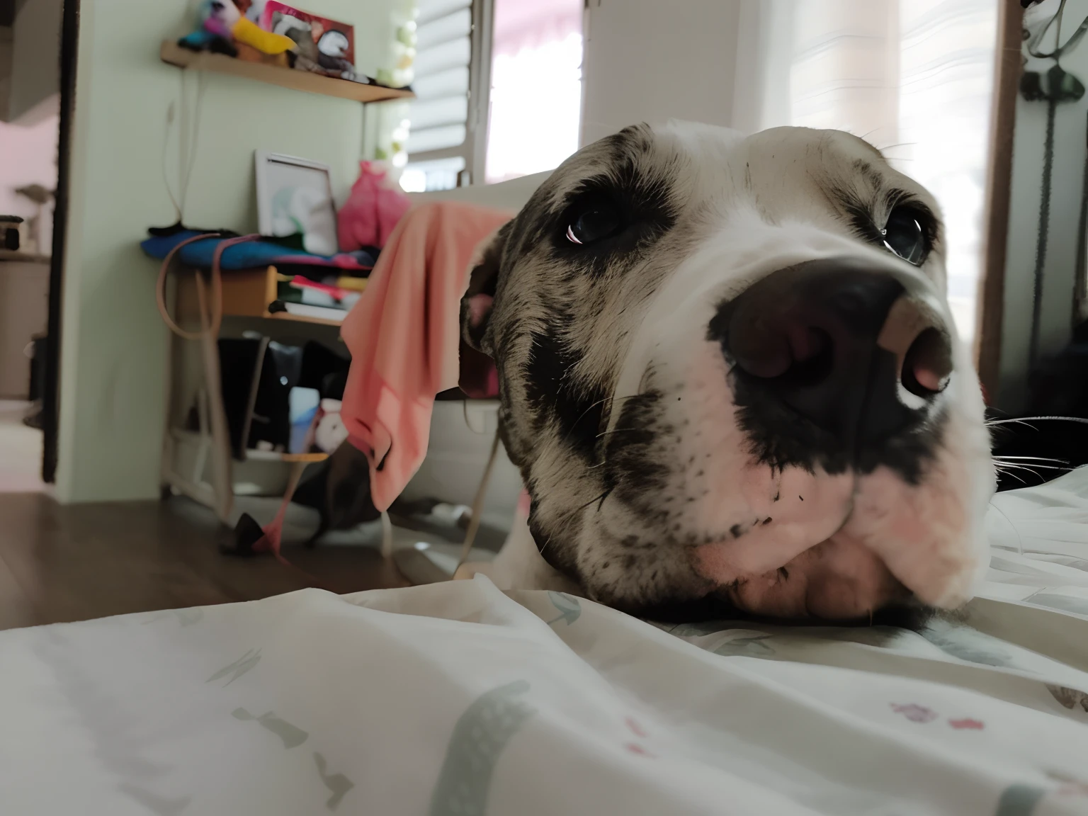 There's a dog that's lying on a bed with a blanket, selfie de un perro, taken with sony a7r camera, staring at the camera, looking defiantly at the camera, Foto de la cara, Tomada con Sony Alpha 9, sneering at the camera, looking away from camera, staring directly into camera, Looking away from the camera