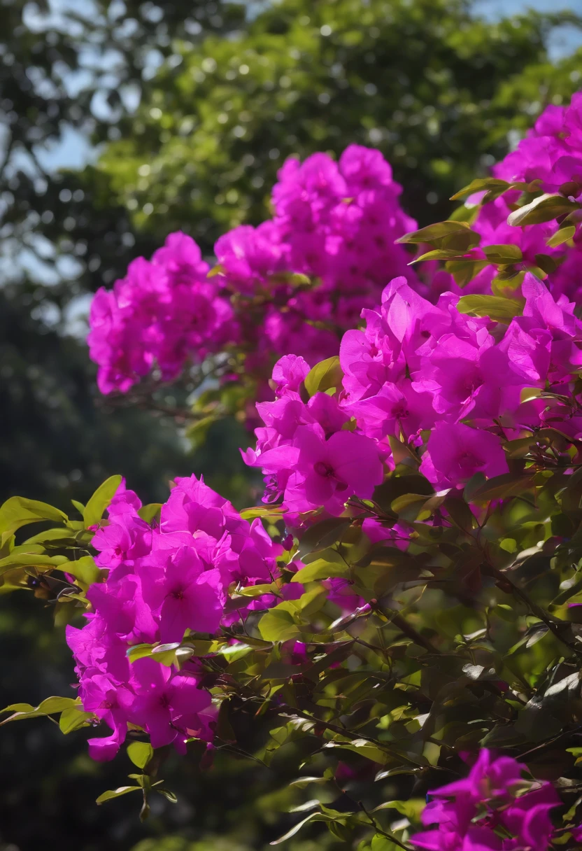 masuter piece、12K、Morning in Singapore、Luz Divina、Beautiful scenery from the window、Impression of a dream、Clear blue sky、Dark green grove、Bougainvillea bright purple、green grass々and the coast、Rembrandt