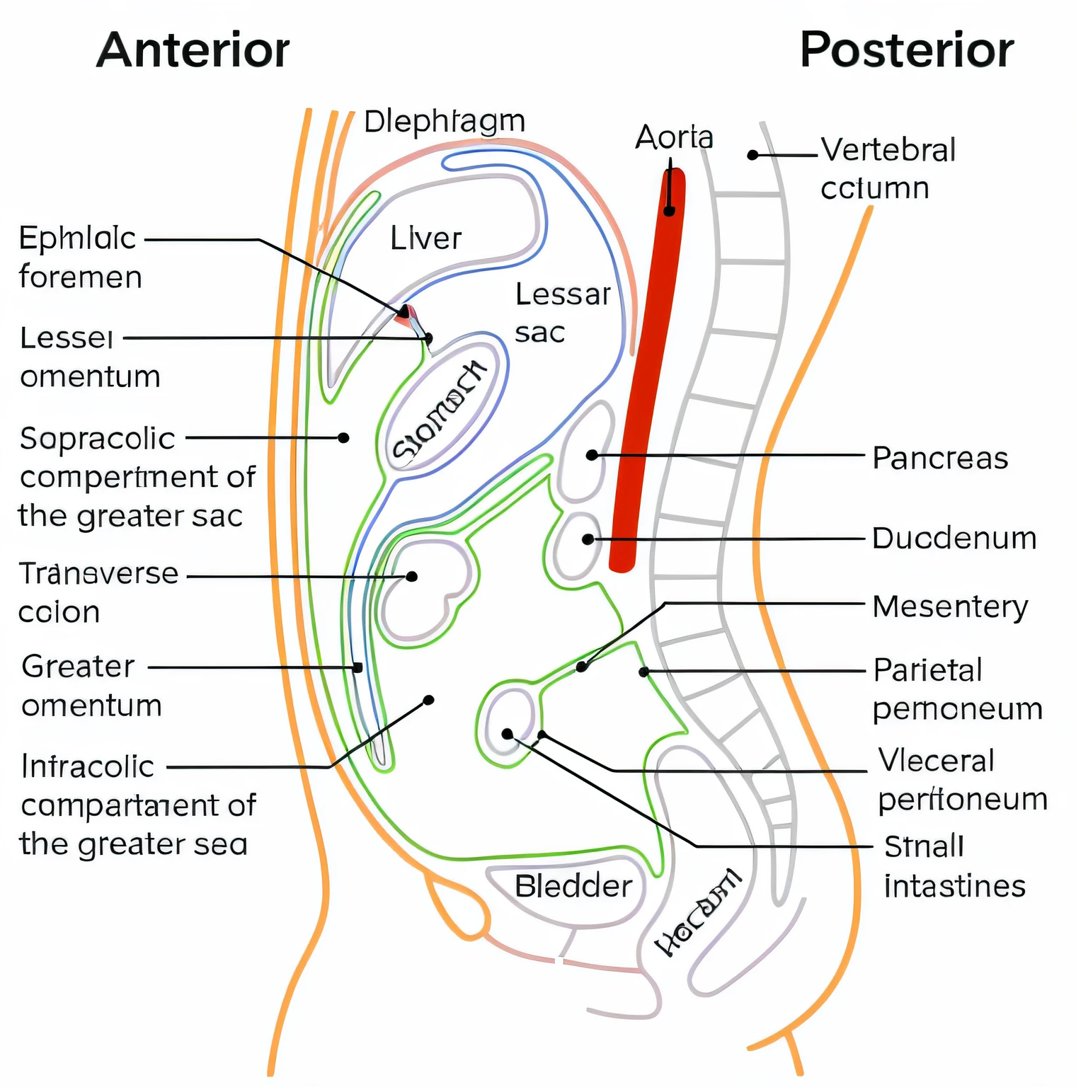 A diagram of the anatomy of the human stomach, medical diagram, anatomia parcial, aorta, features of anatomy, aorta, anatomia adequada, with organs labeled, Features of human anatomy, anatomical diagram,  internal organs, Anatomia Verdadeira