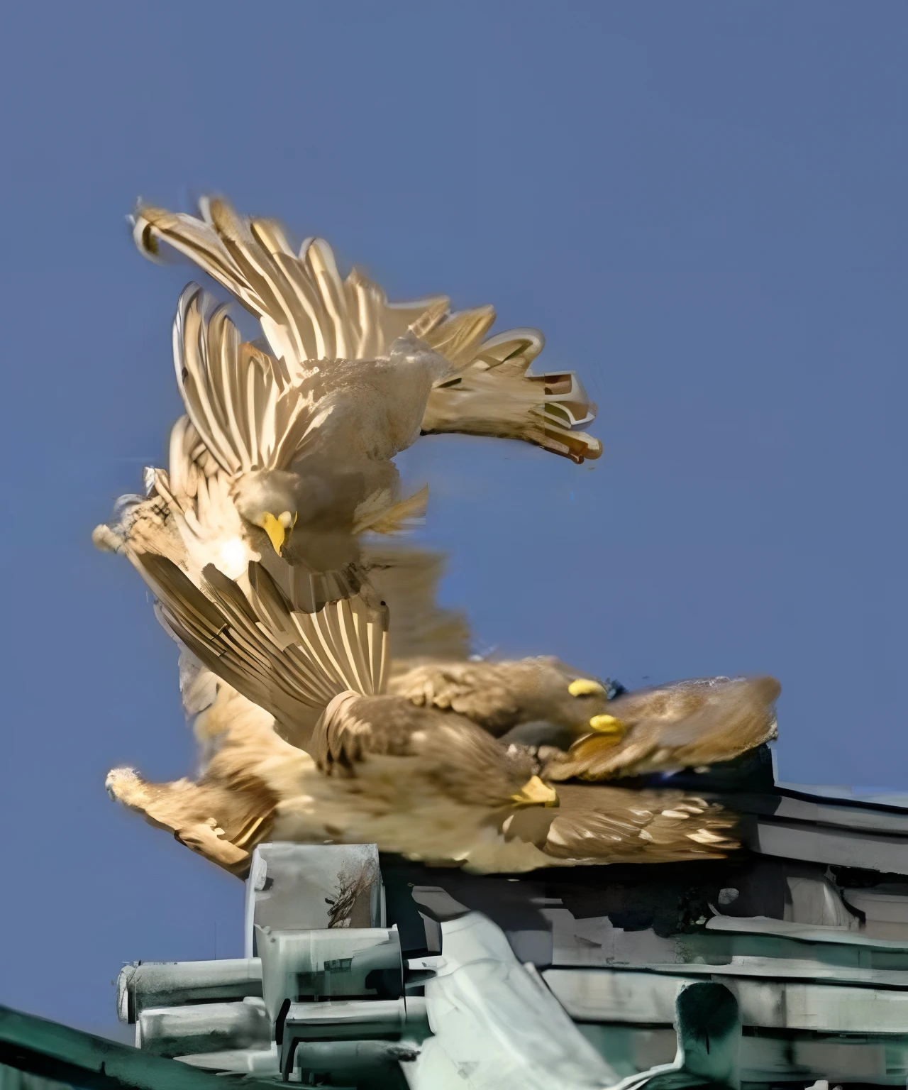 Golden Eagle
