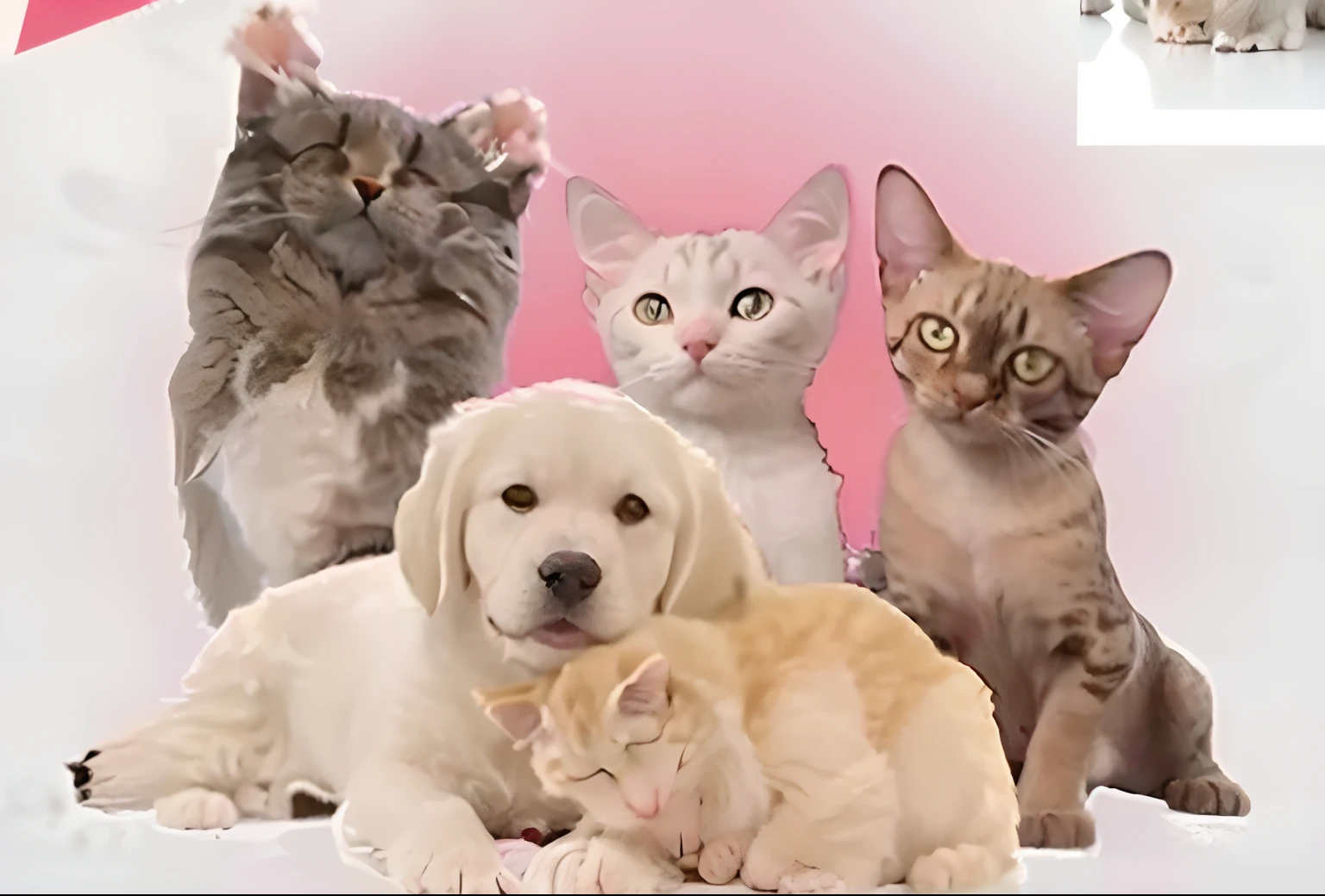 There are four cats and two dogs sitting on pink background, pet animal, pets, cat dog teddy mix, Cute animals, critters, Small animals, cat dog hybrid, catscatscats, cats party, awww, various animals, mixture animal, peaceful animals, high-quality picture, Cuteness, furraffinity, adoptable, lovable and furry, awww