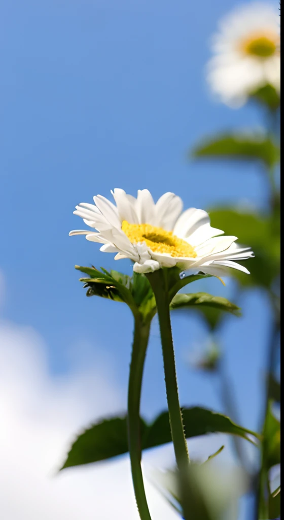 himawari,close up photograph,Hazy background,and the sun was shining brightly,high detal,Perfectcomposition,first person perspective。