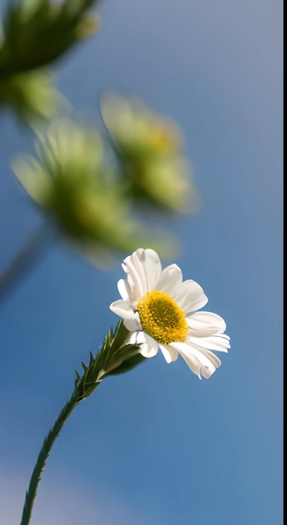 himawari,close up photograph,Hazy background,and the sun was shining brightly,high detal,Perfectcomposition,first person perspective。