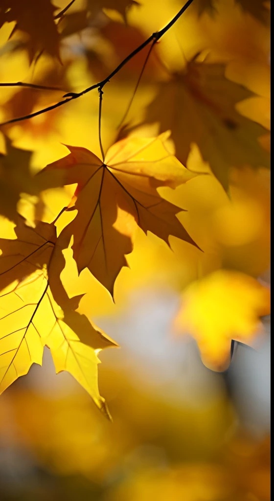 A leaf of a maple tree,Dreamy hazy background,Autumn light